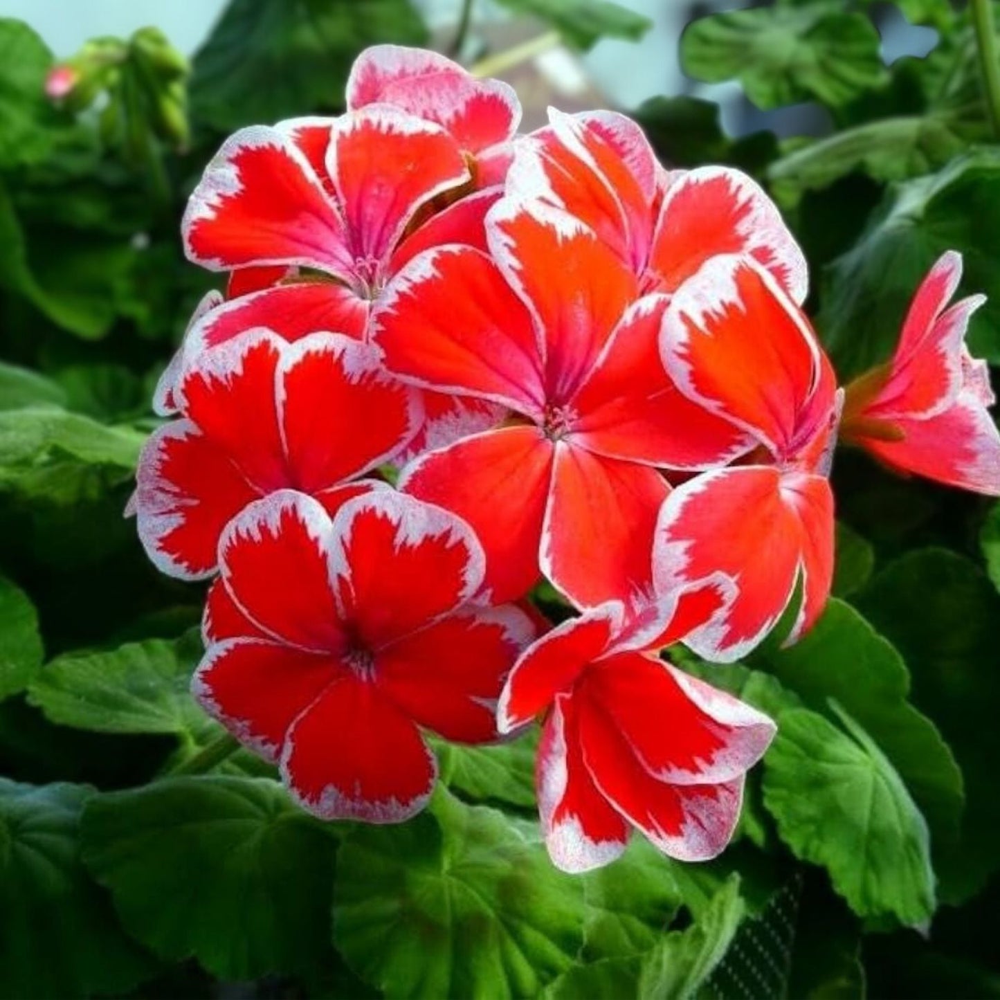 Rare Red & White Pelargonium Zonal Geranium Starter Cutting, Live Plant, 6-inch, Ornamental Flowering Plant, Pelargonium x hortorum