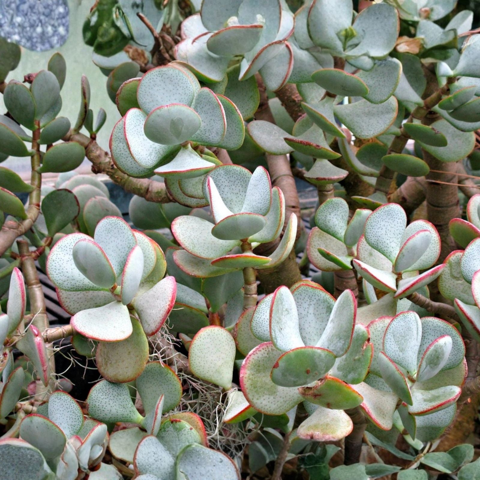 Silver Dollar Jade Succulent Cuttings 3-Pack, Crassula arborescens, Blue-Grey Foliage with Red Edges, Unrooted Plant
