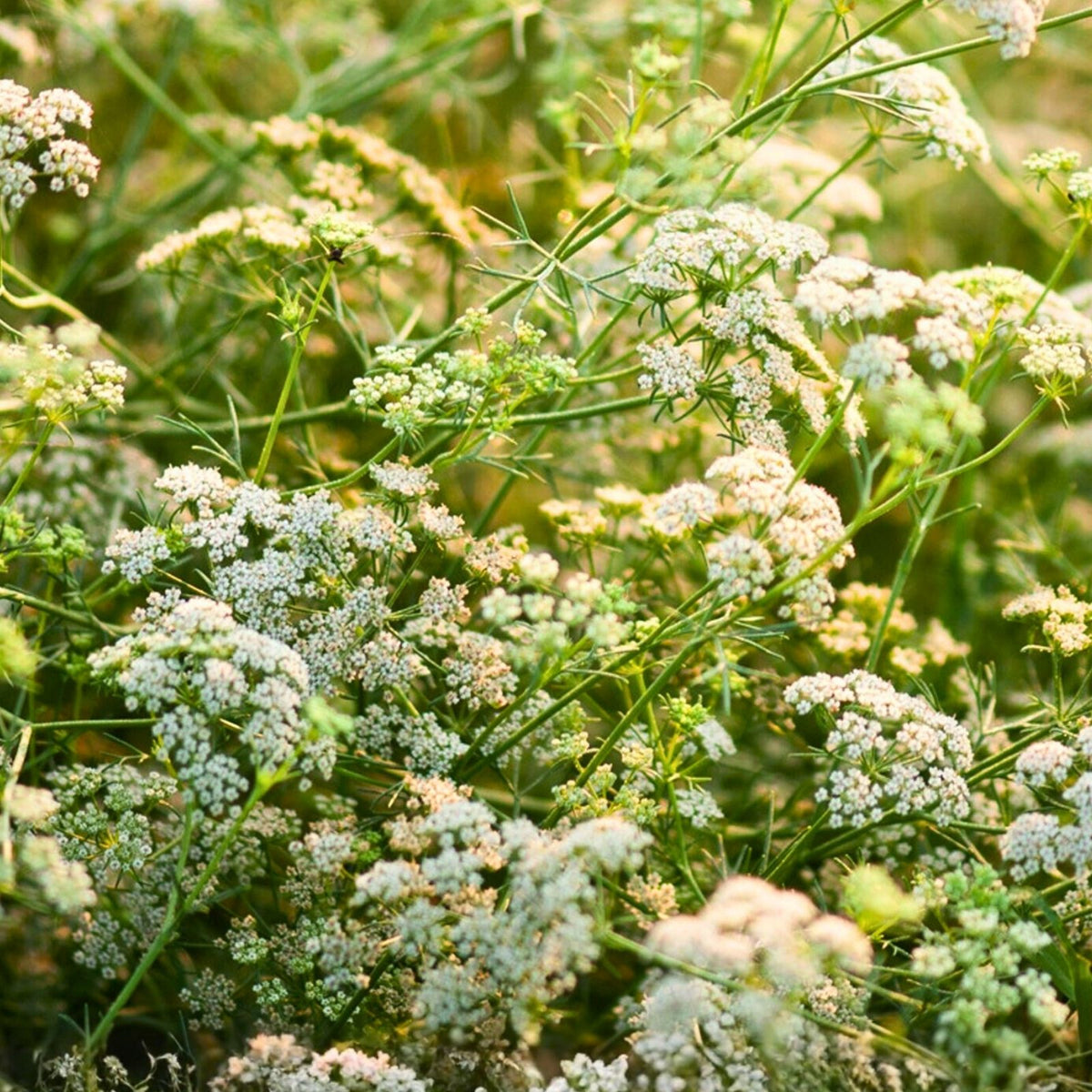 Caraway Herb Seeds 100+ for Planting & Cooking - Carum carvi Culinary Herb Seed Pack