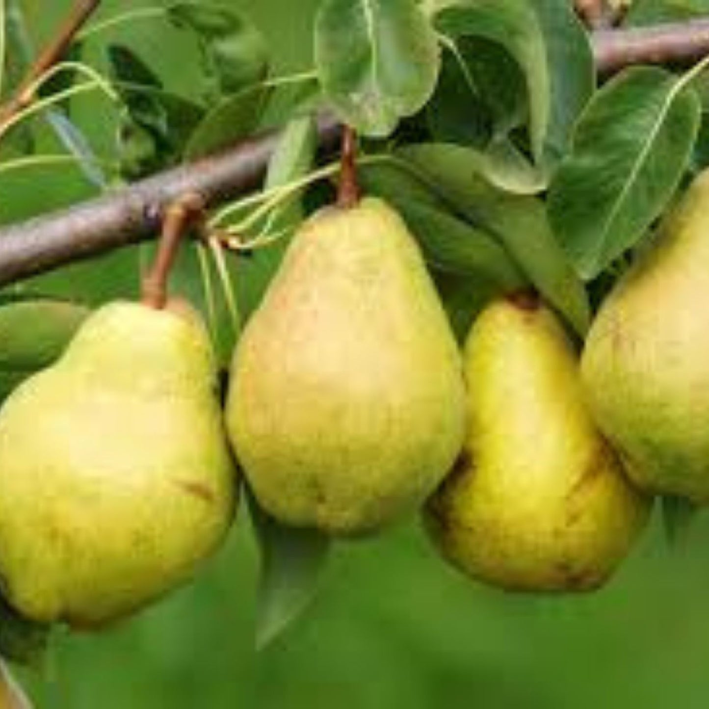 Bonsai Pear Tree Seeds - 8 Large Fruit Bearing Seeds - Pyrus communis - Garden Tree, Fruit Tree, Ornamental Plant