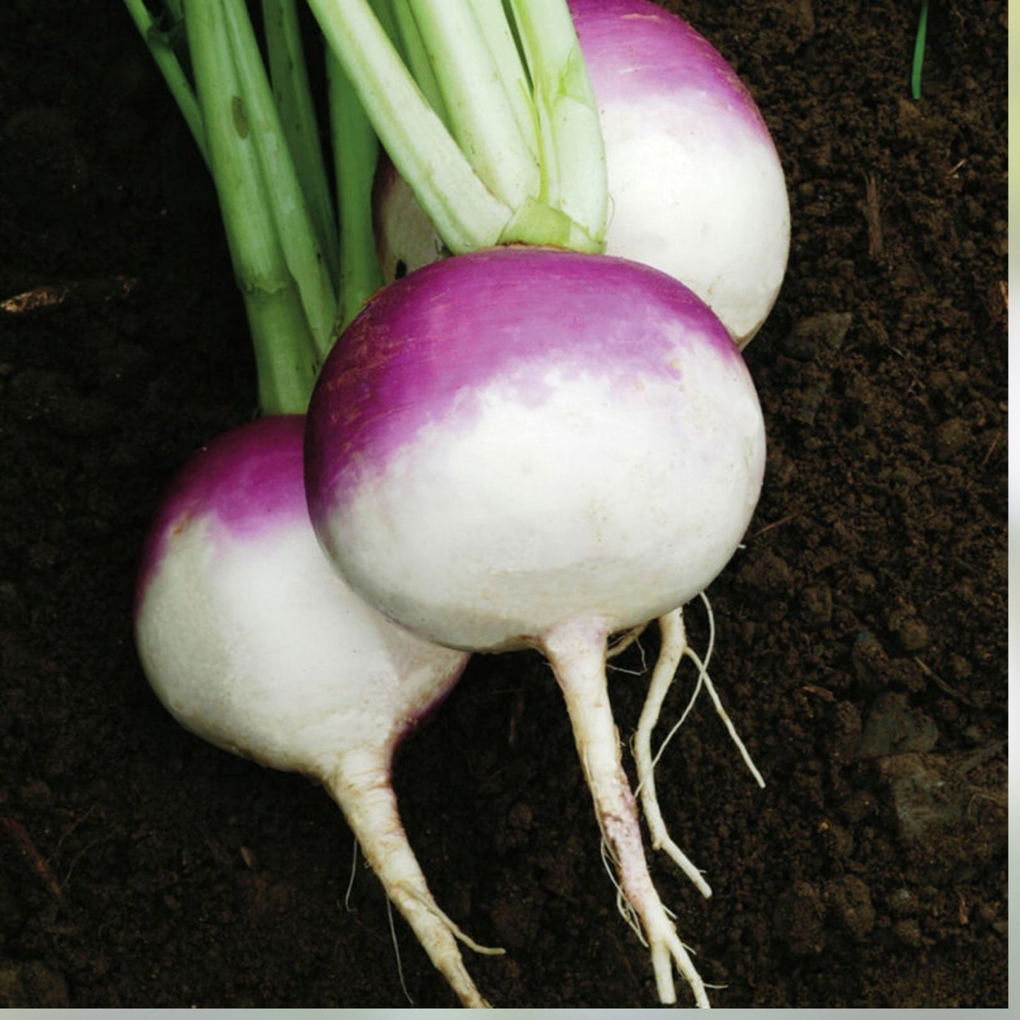 Organic Heirloom Turnip Seeds - Purple Top White Globe - Non-GMO Vegetable Seeds - Brassica rapa, Garden Planting Pack
