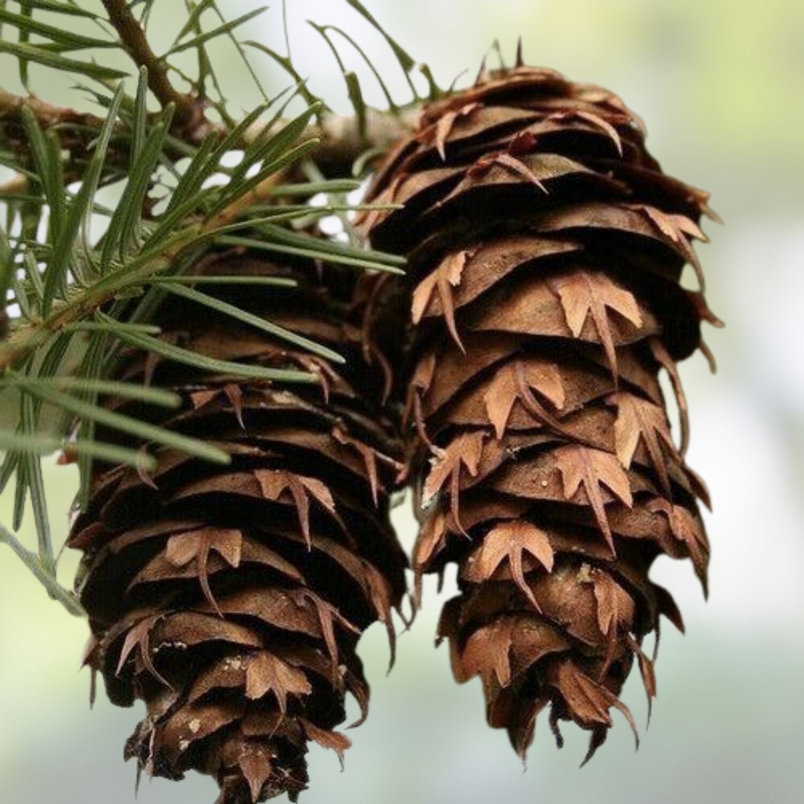 Chinese Douglas Fir Seeds 20 Pack - Christmas Tree Seeds Pseudotsuga sinensis - Evergreen Conifer Seeds with Free Shipping