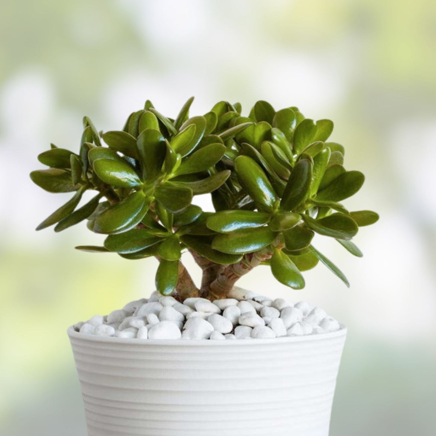 Jade Plant Cuttings 8 Inches Deep Green Crassula Ovata Succulent - Indoor Houseplant, Easy Care, Live Plant, Gardening Gift
