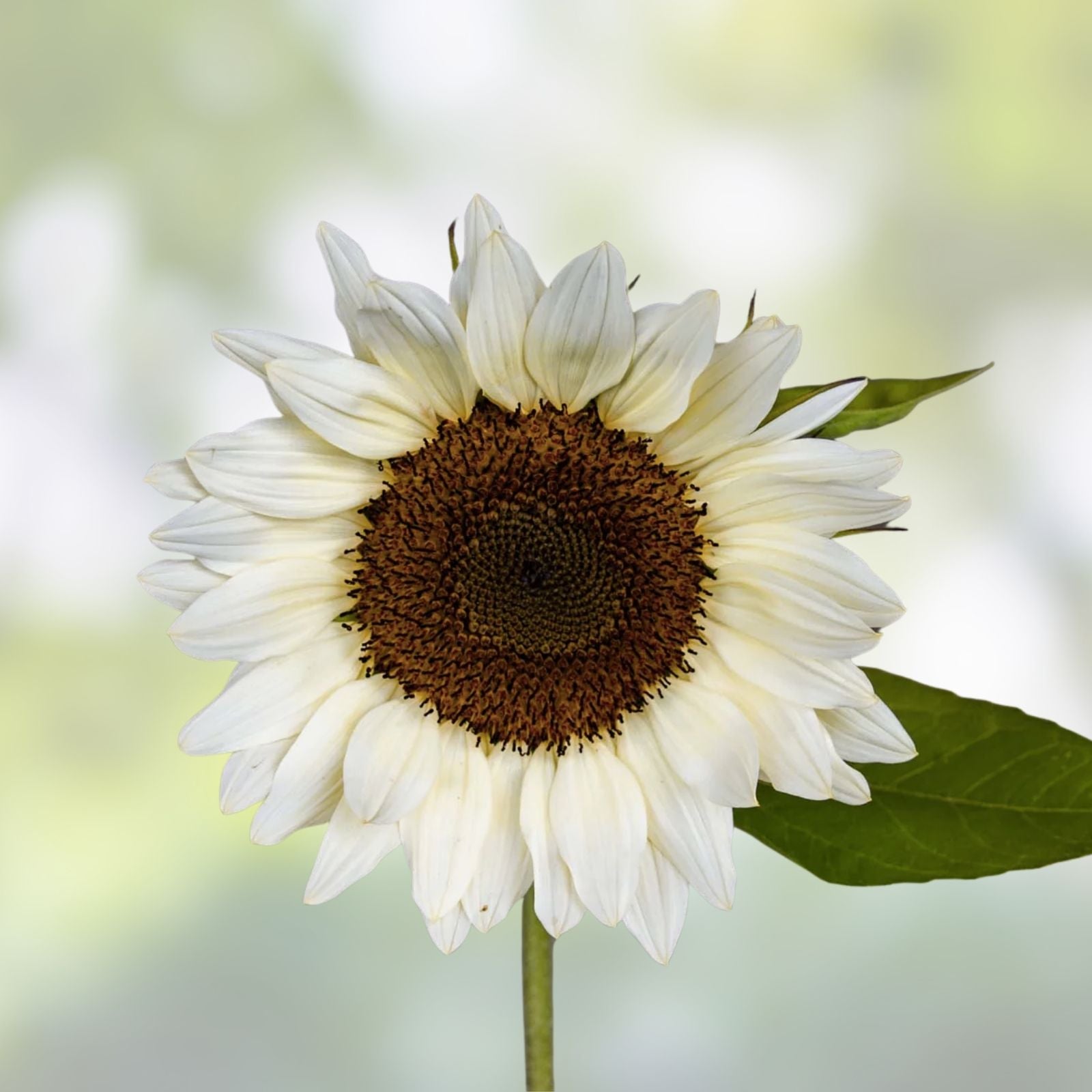 White Nite Sunflower Seeds - 20 Organic Helianthus annuus Seeds for Planting - USA Grown, Ships Free