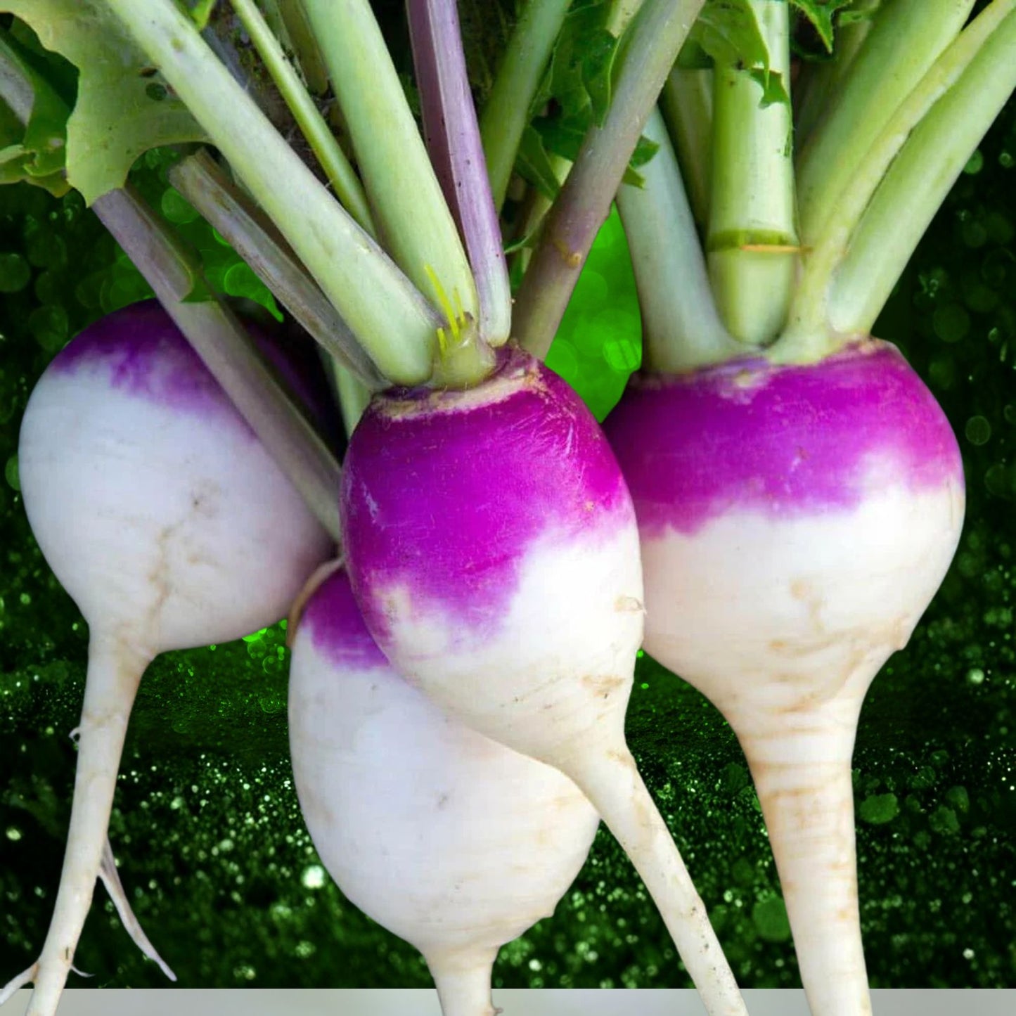 Purple Top White Globe Turnip Seeds – 50+ Non-GMO Heirloom Brassica rapa var. rapa Vegetable Seeds