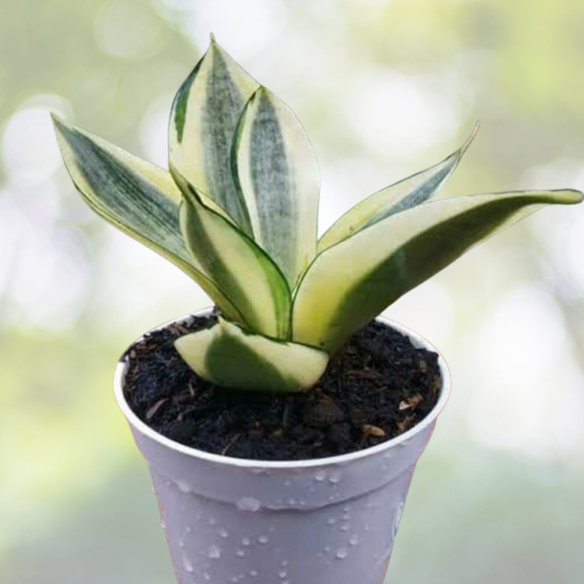 Sansevieria Golden Hahnii 4-Inch Pot | Compact Snake Plant with Yellow Variegation | Sansevieria trifasciata 'Golden Hahnii'