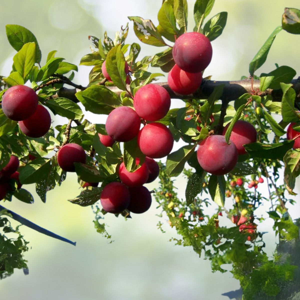 Fresh Unrooted Cuttings Plum Tree Organic - 6+1 Free - Prunus domestica