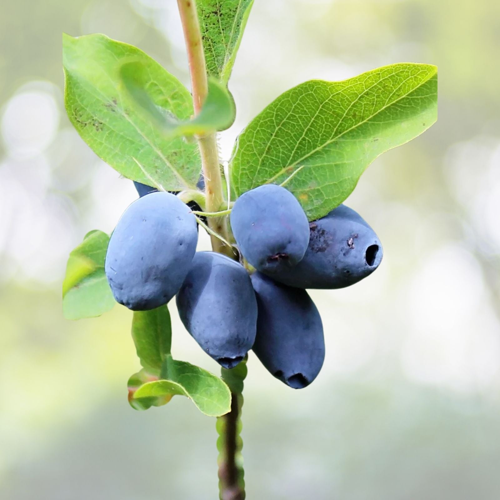 Indio Treat Honeyberry Plant - Edible Honeysuckle Shrub - Zones 3-8 - Lonicera caerulea