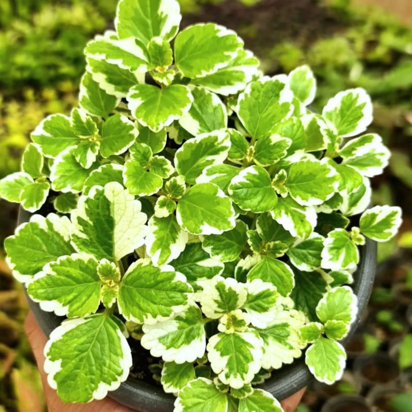 Plectranthus Swedish Ivy Green Live Rooted House Plant Starter Indoor Plant for Home Decor - Buy 2 Get 1 Free