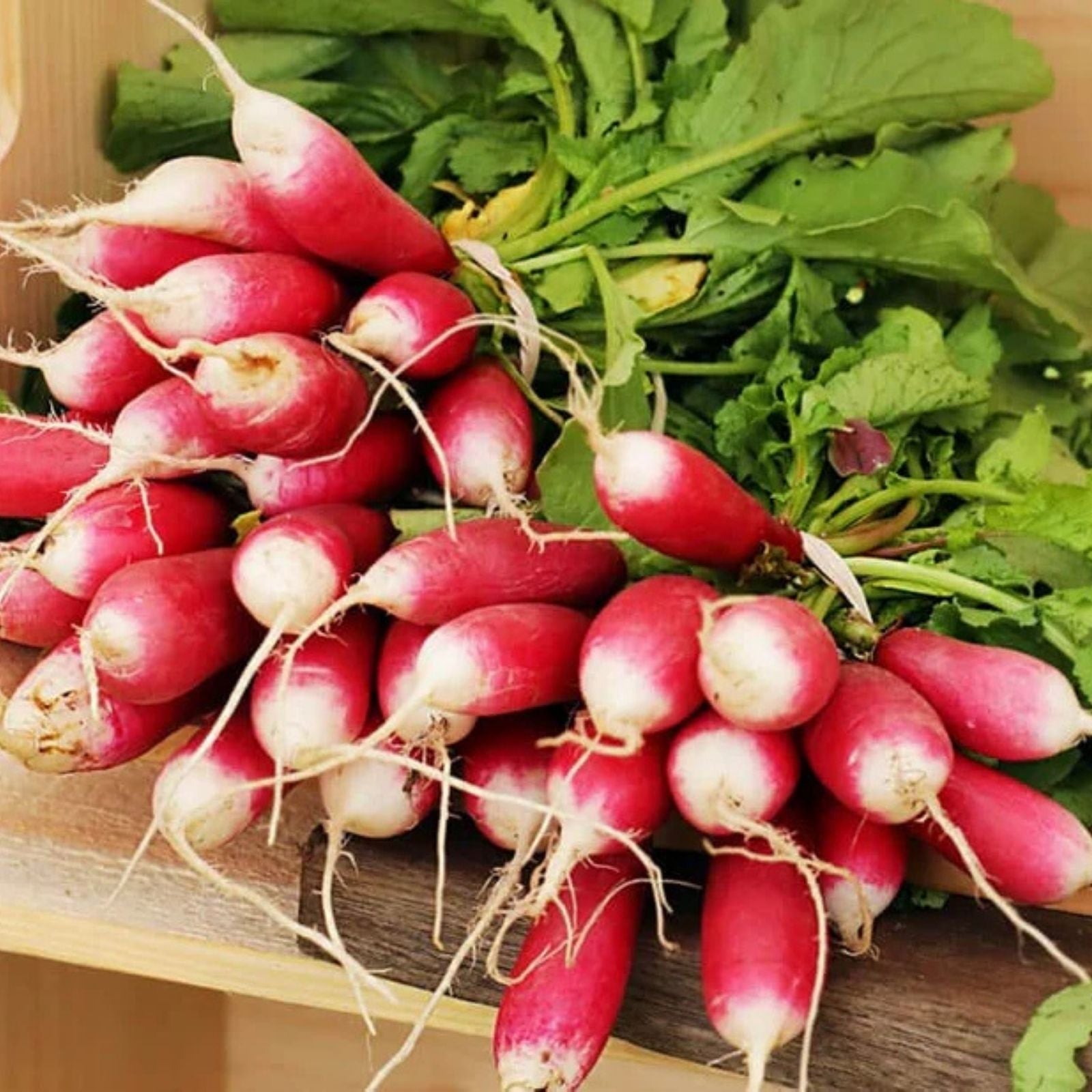 Fresh Red Radish 12 oz - Crisp & Crunchy Vegetable for Salads & Snacks - Raphanus sativus