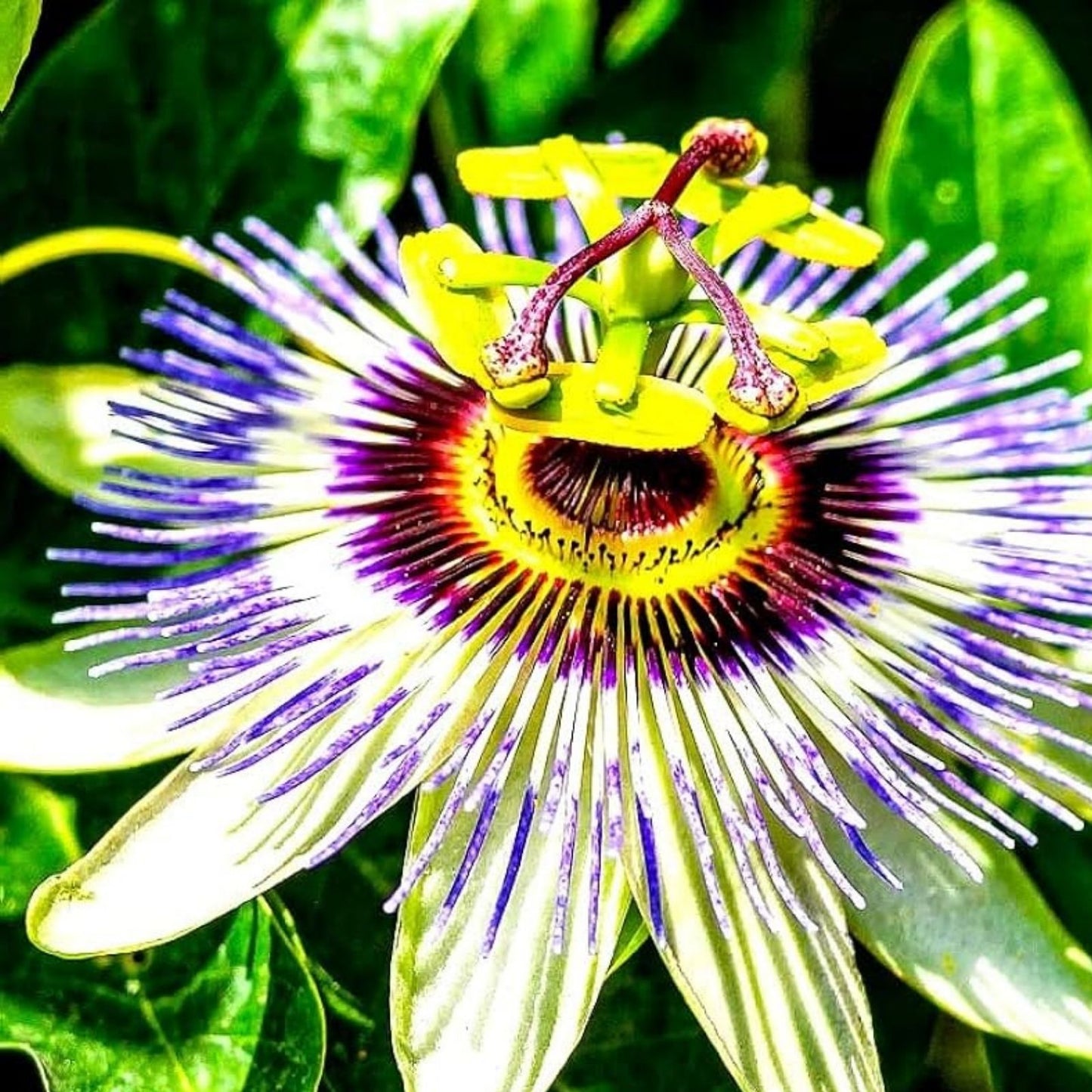 Passion Flower Seeds 50+ Pack - Exotic Passiflora edulis for Planting - Climbing Vine, Edible Fruit Seeds from Iowa, USA
