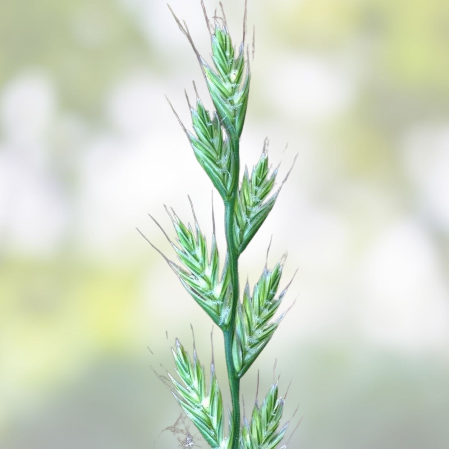 Italian Rye Grass Seeds 1 lb - Fast-Growing Green Lawn - Lolium multiflorum - Cool Season Grass Seed for Lawn and Turf