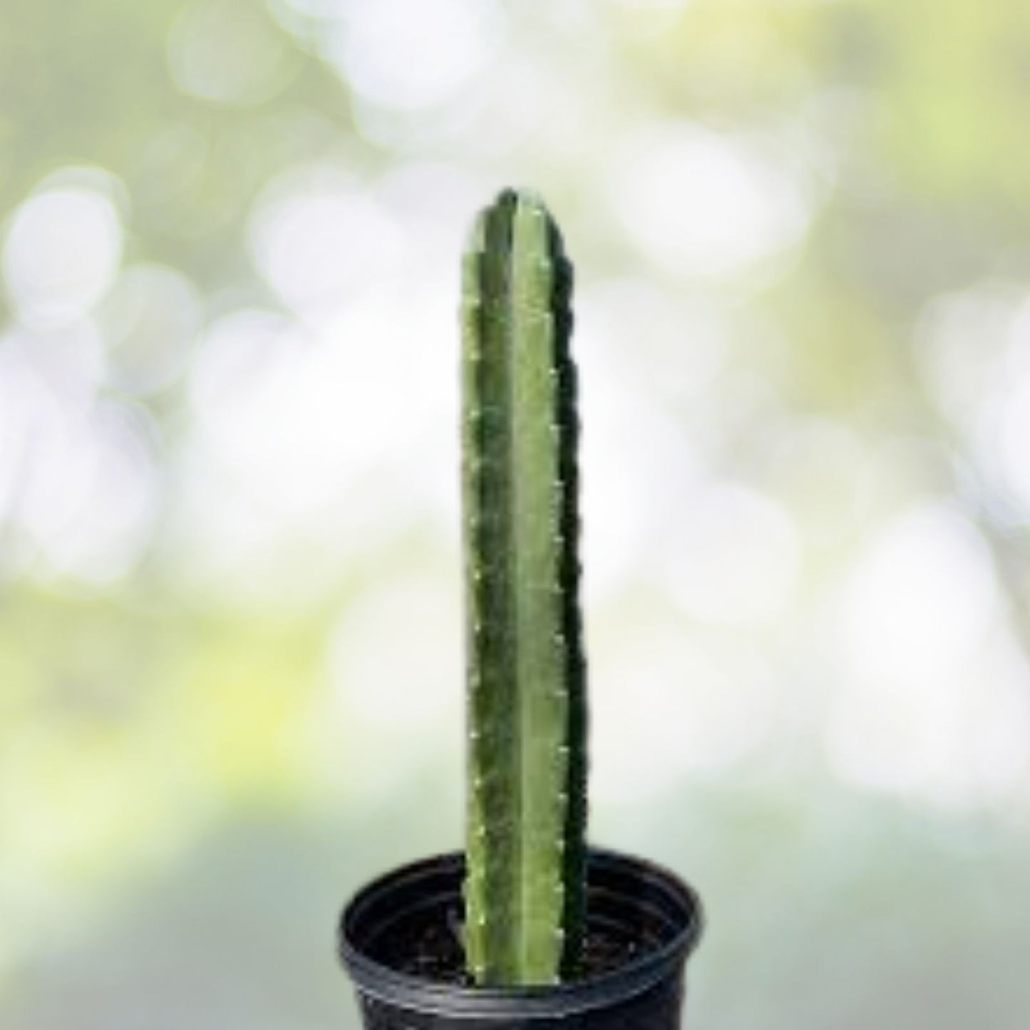 Cereus Peruvian Apple Cactus Cutting - 6 Inch Segment - Succulent Plant Cutting - Cactaceae Family