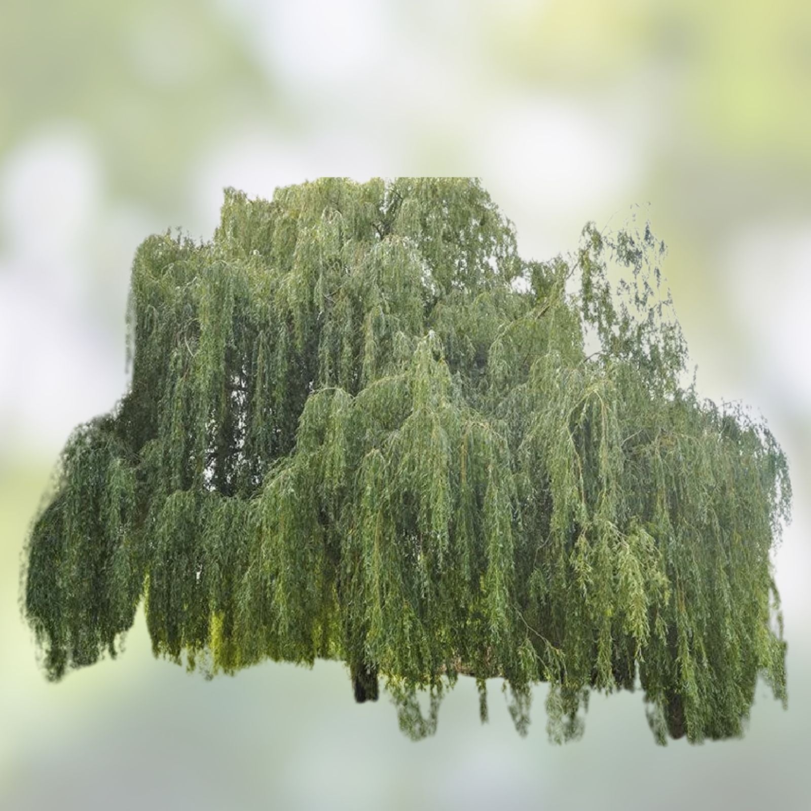 Outdoor STEM Project Kit | Hybrid Willow Tree | Fast Growing Salix × sepulcralis | Educational Gardening Kit