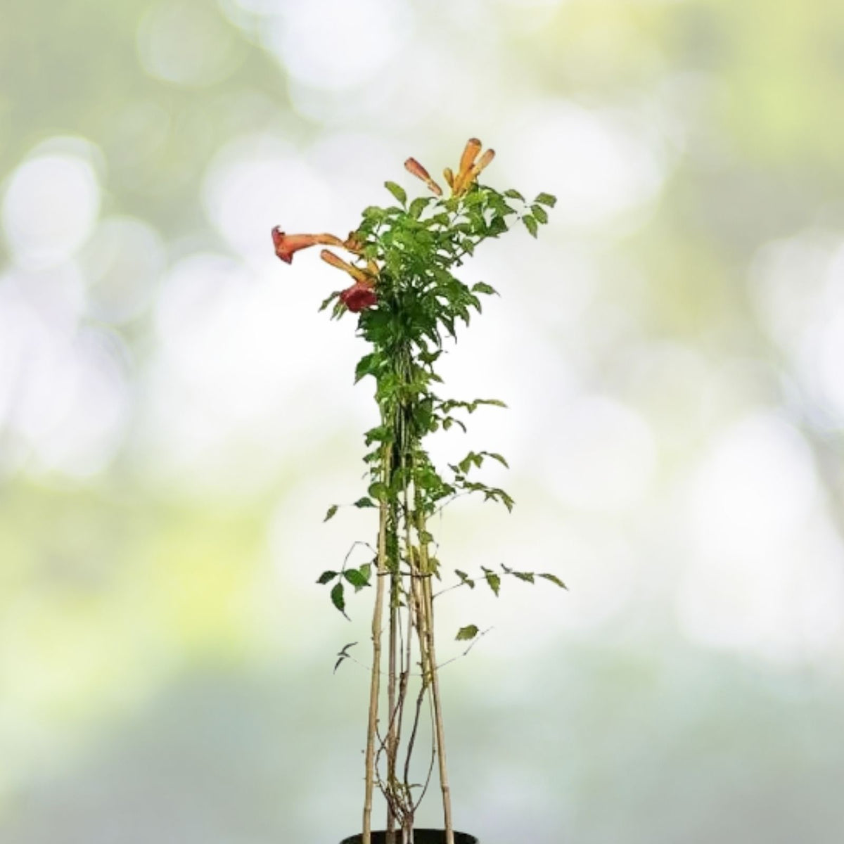 Orange Trumpet Creeper Live Plant - Campsis Radicans Starter Vine for Hummingbird & Butterfly Attraction