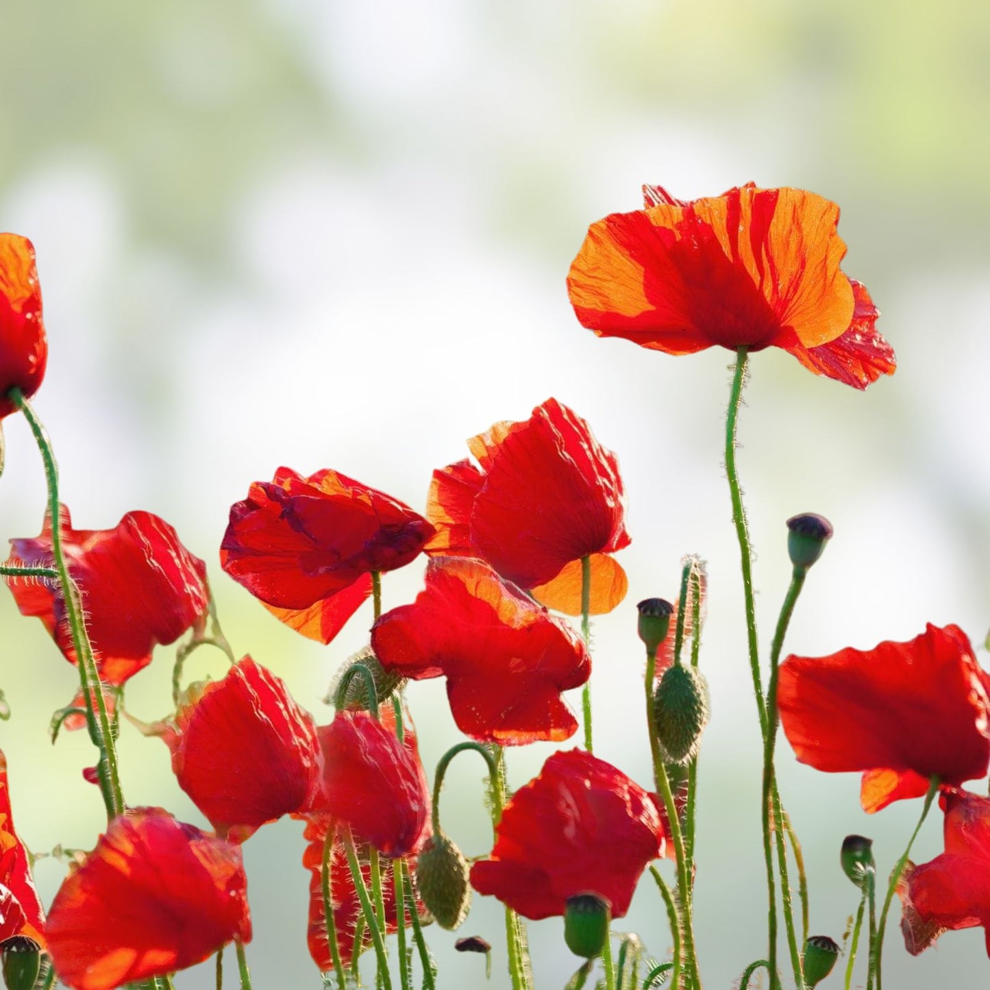 Poppy Flower Seeds 50 Pack Turkish Tulip Variety Papaver rhoeas Wildflower Seeds for Garden Planting