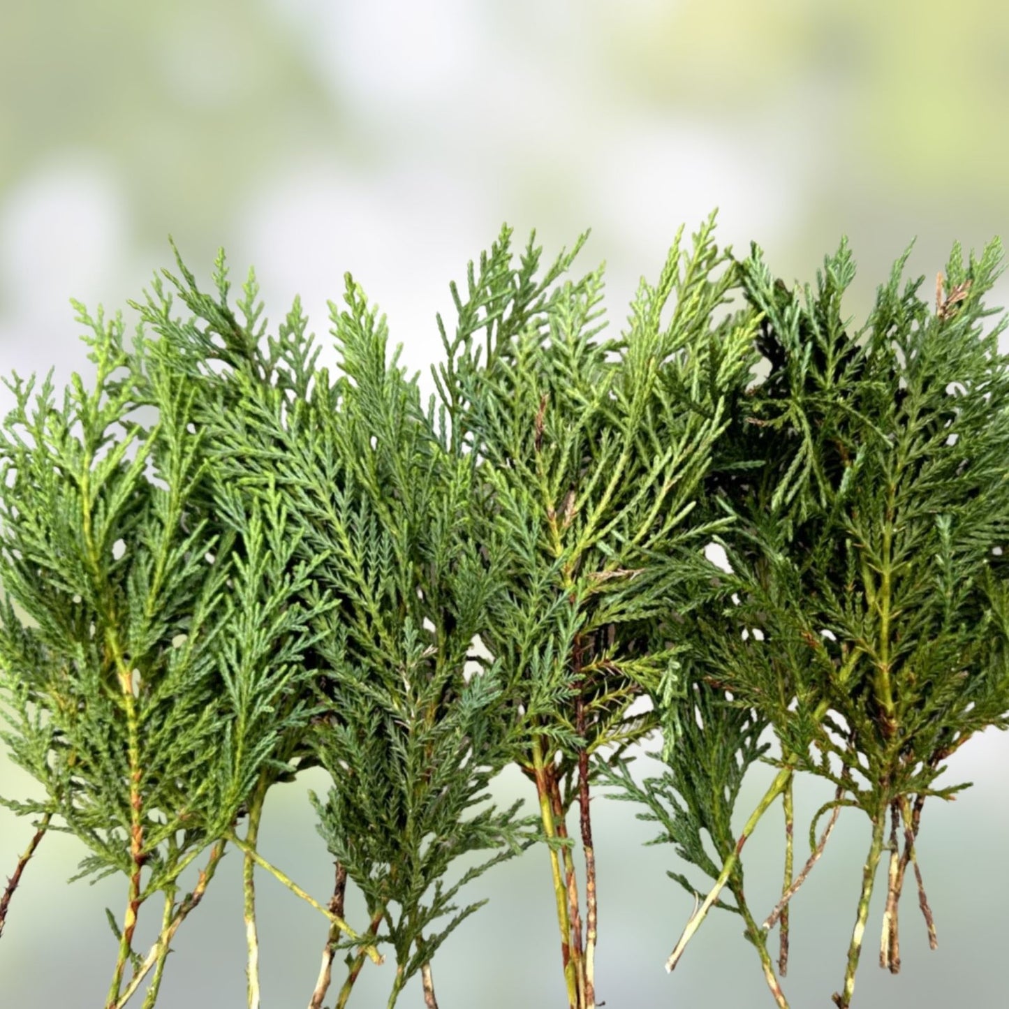 Leyland Cypress Tree Cuttings 7-8" Fast Growing Privacy Screen - Cupressocyparis leylandii, 50 Fresh Cuttings