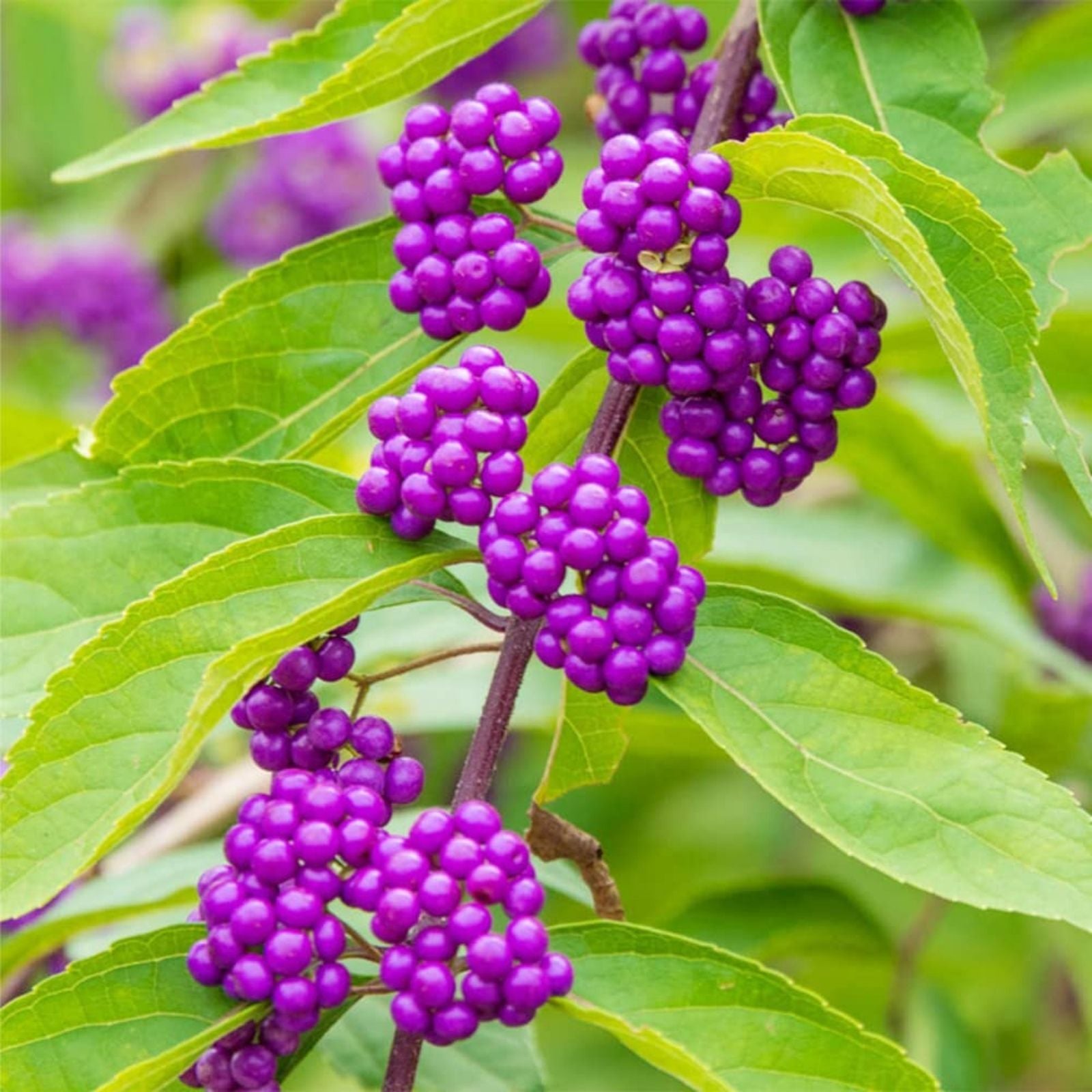 Fresh Cuttings French Mulberry Purple Beauty Berry Bush - Callicarpa Americana - 12 Premium Planting Cuttings