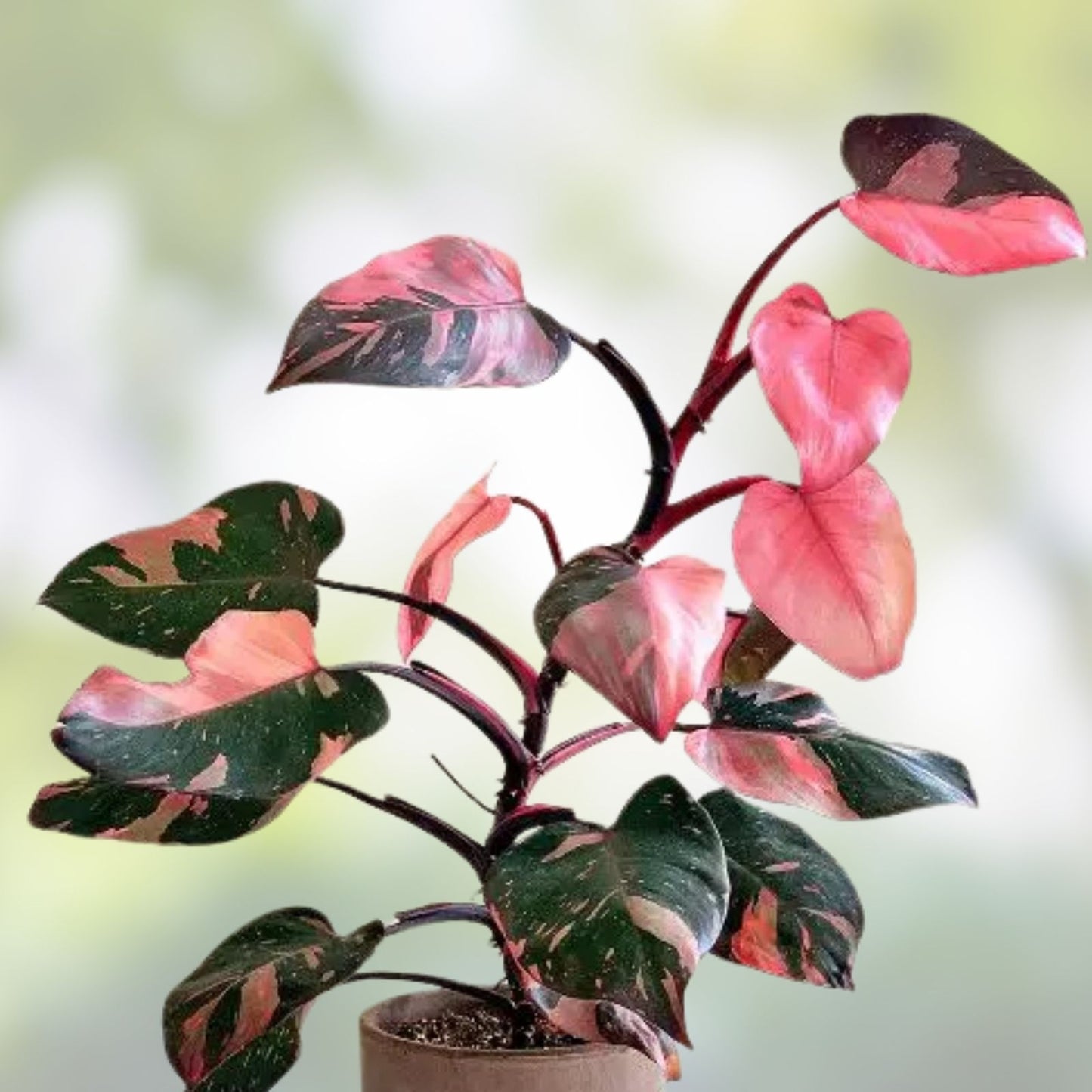 Rooted Philodendron Cutting - Jose Bueno Variety - Indoor Plant for Home Decor - Philodendron Jose Bueno