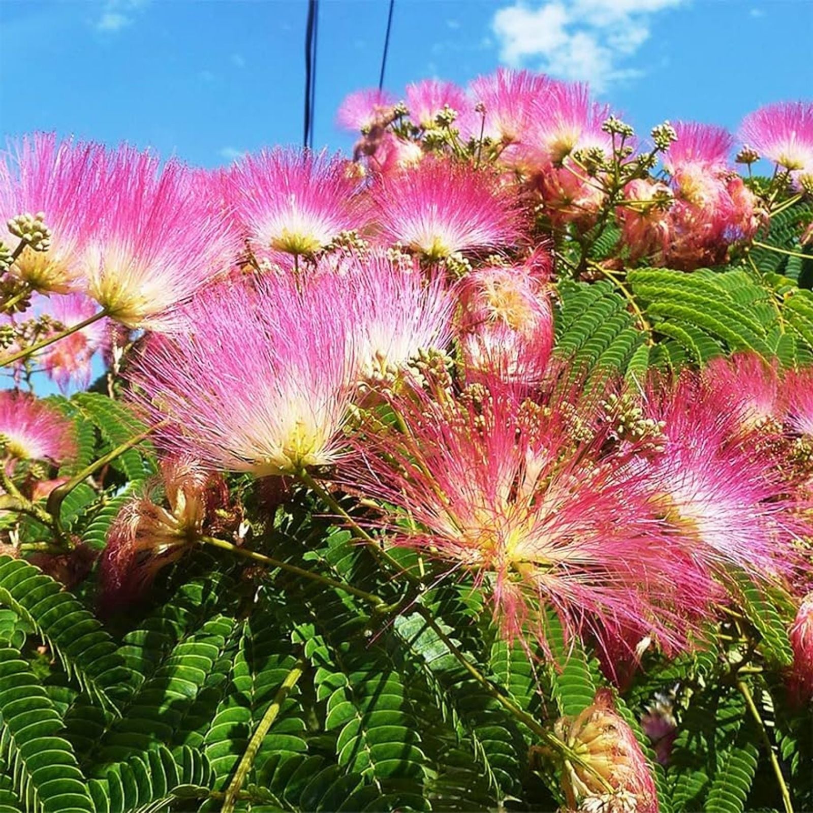 Pink Mimosa Tree Cuttings 5 Pack – Albizia Julibrissin Pink Silk Tree for Gardening – 8-10” Live Plant Cuttings