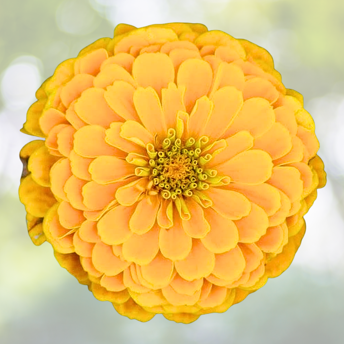 Zinnia Seeds - 200 Non-GMO Canary Bird Double Blooms for Cut-Flowers & Butterflies - Zinnia elegans
