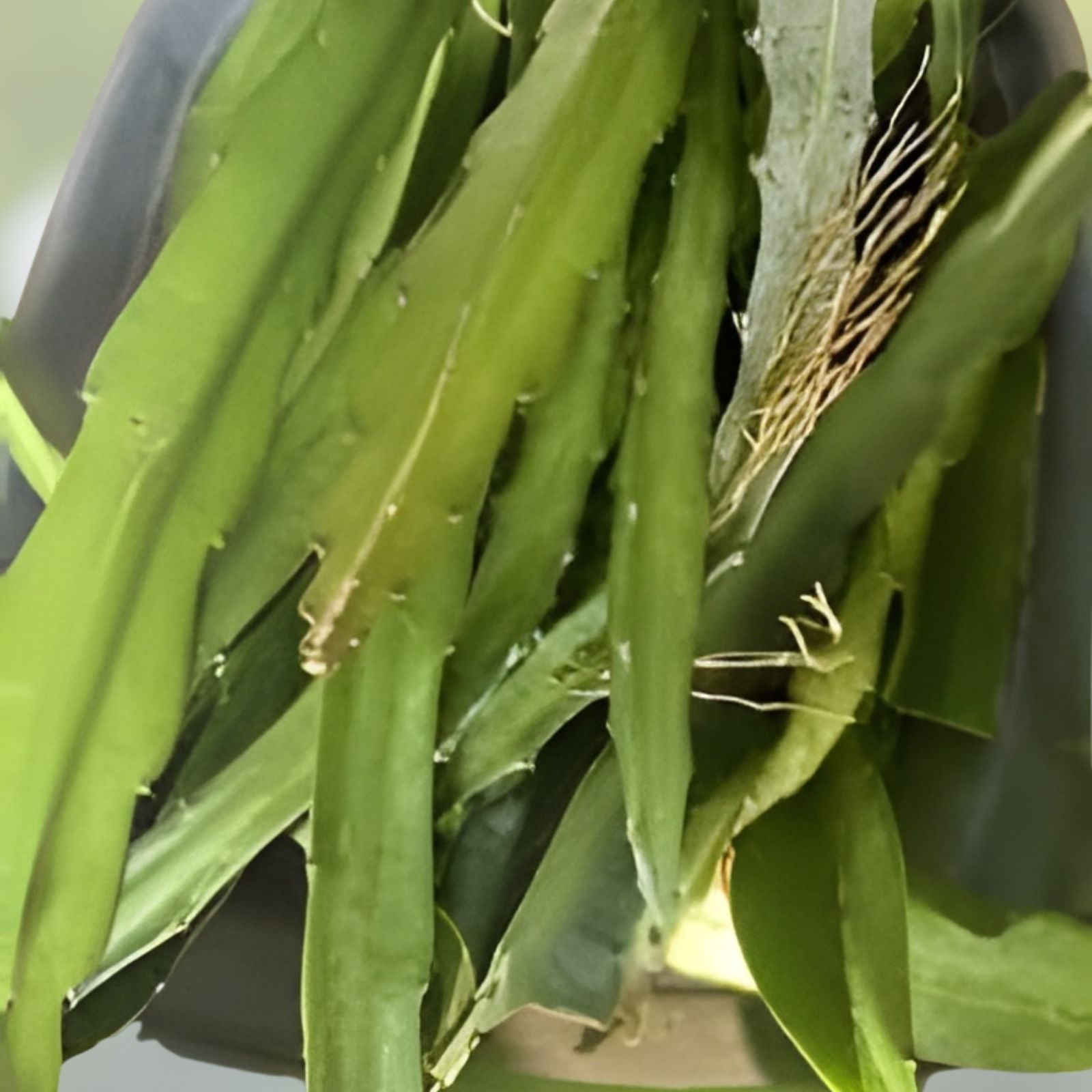 Dragon Fruit Cuttings - Lake Atitlan Variety - Hylocereus undatus - Edible Cactus Plant Propagation