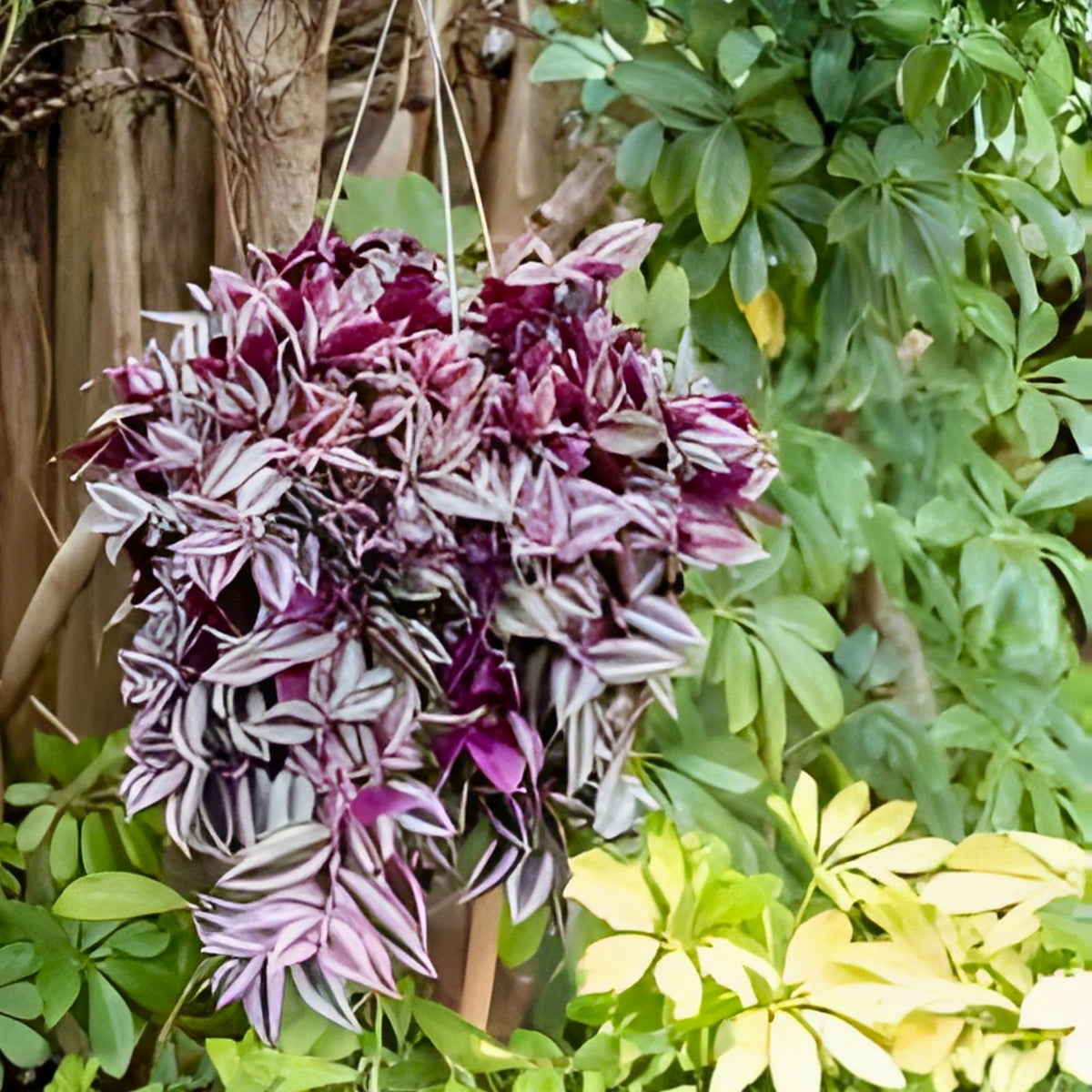 Rooted Tradescantia Zebrina Wandering Jew Plant Cuttings - 15 Indoor Houseplant Clippings - Easy Care, Bright Green and Silver Foliage