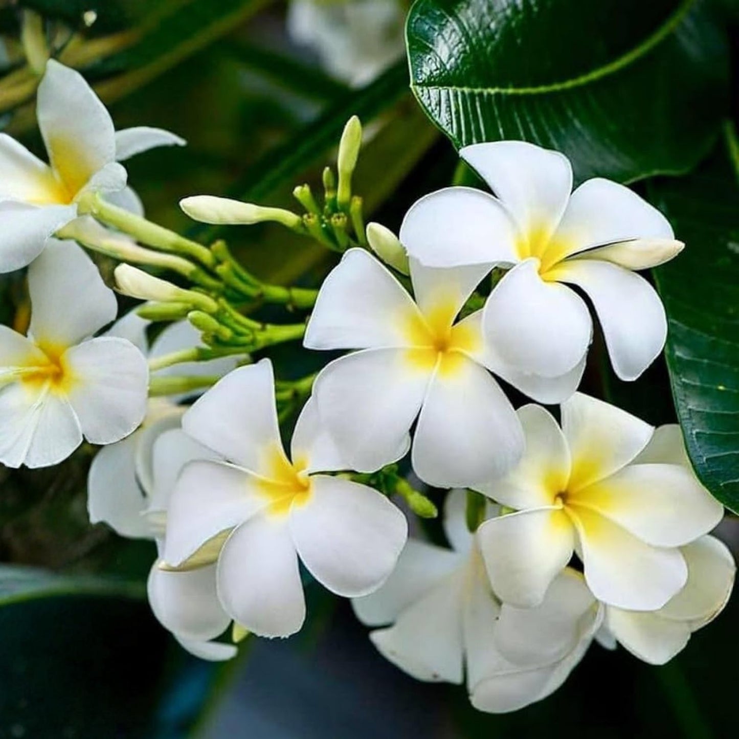 Plumeria Pudica Cuttings - 4-6 Inch Tropical Privacy Tree Shrub for Fencing and Landscaping - Frangipani Plant
