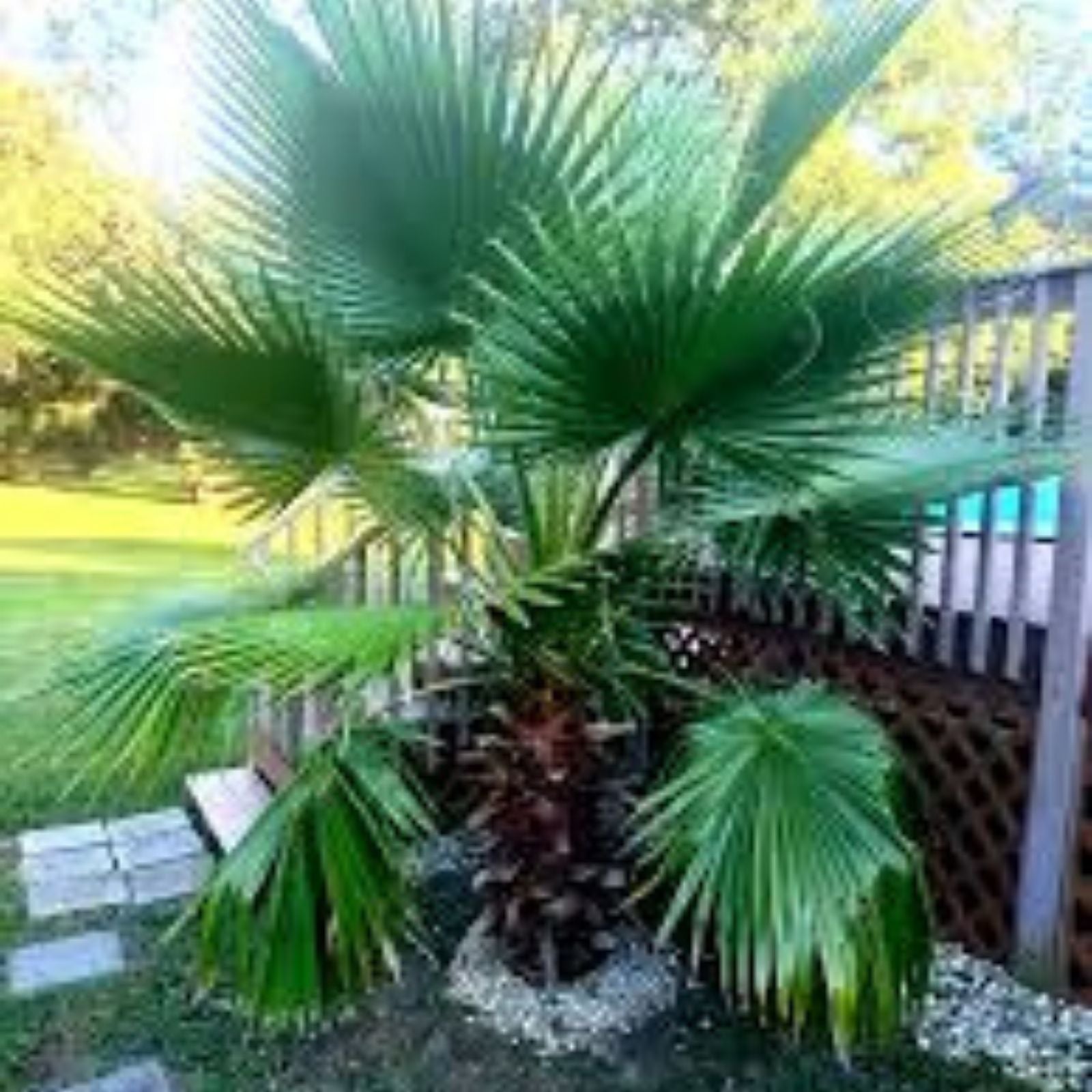 California Fan Palm Seeds 50+ Washingtonia Filifera Fresh 2024 for Planting, Drought Tolerant, Ornamental Tree Seeds