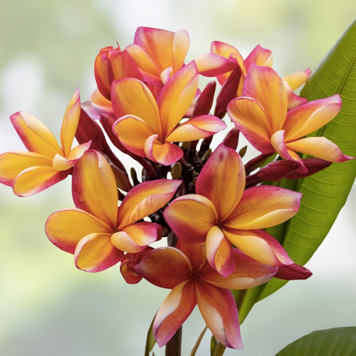 Rooted Plumeria Plant Cutting 10" Makaha Sunn with 2 Big Tips - Frangipani, Tropical Flower, Garden Plant