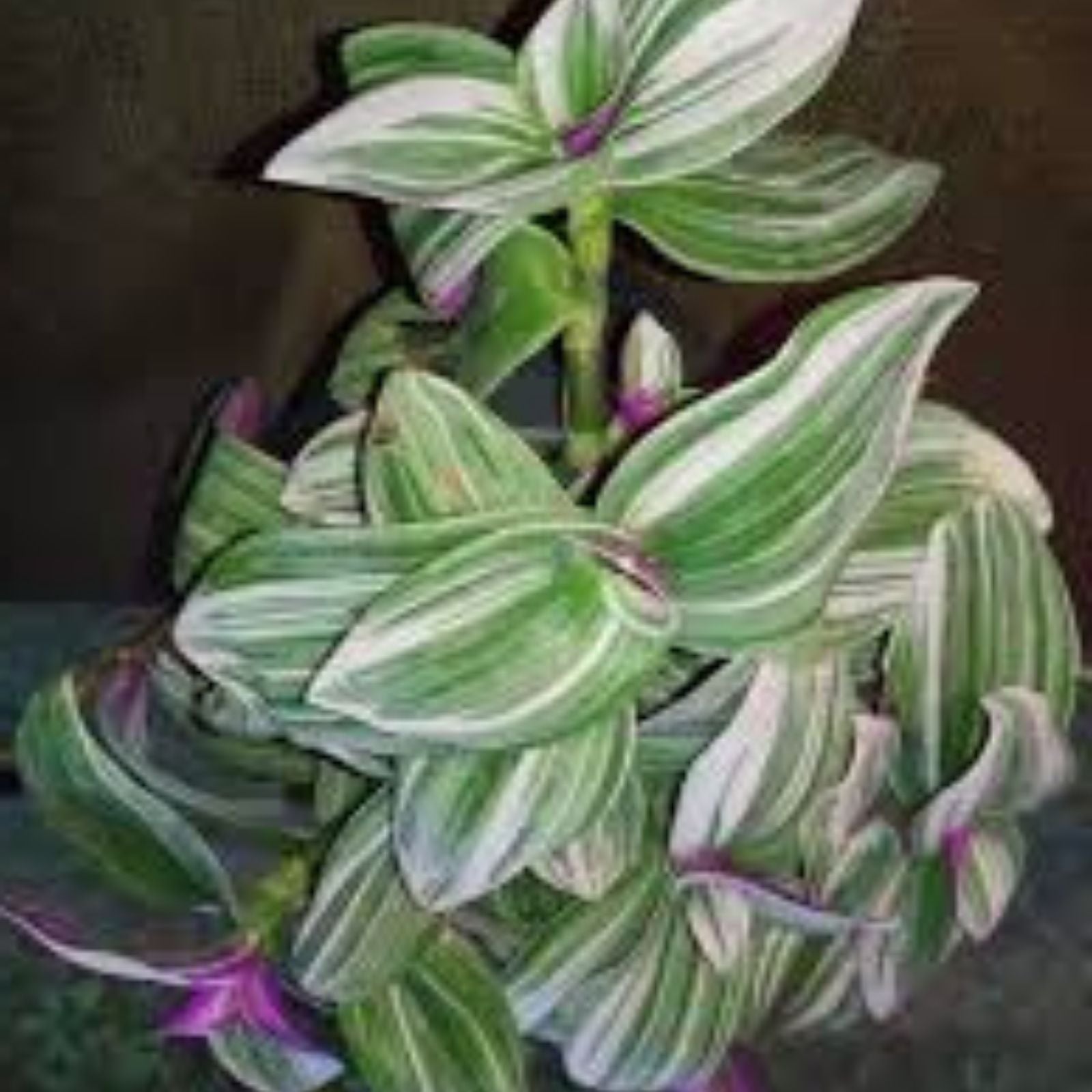 Tradescantia Nanouk Cuttings – 7 Healthy Stem Cuttings for Indoor Propagation – Variegated Purple and Green Foliage