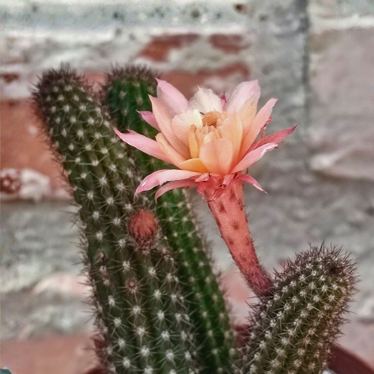 Hildewintera Aurespina Hybrid Cactus Cuttings - Amethyst Cleistocactus - Live Plant Propagation Cuttings