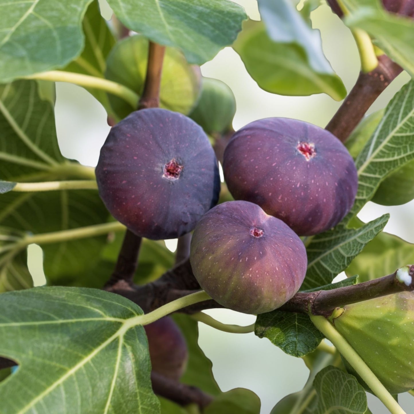 Fig Plant Bundle - 10 Varieties Edible Figs Ficus carica Fruit Tree Collection