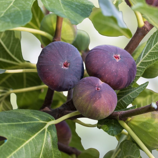 Fig Plant Bundle - 10 Varieties Edible Figs Ficus carica Fruit Tree Collection