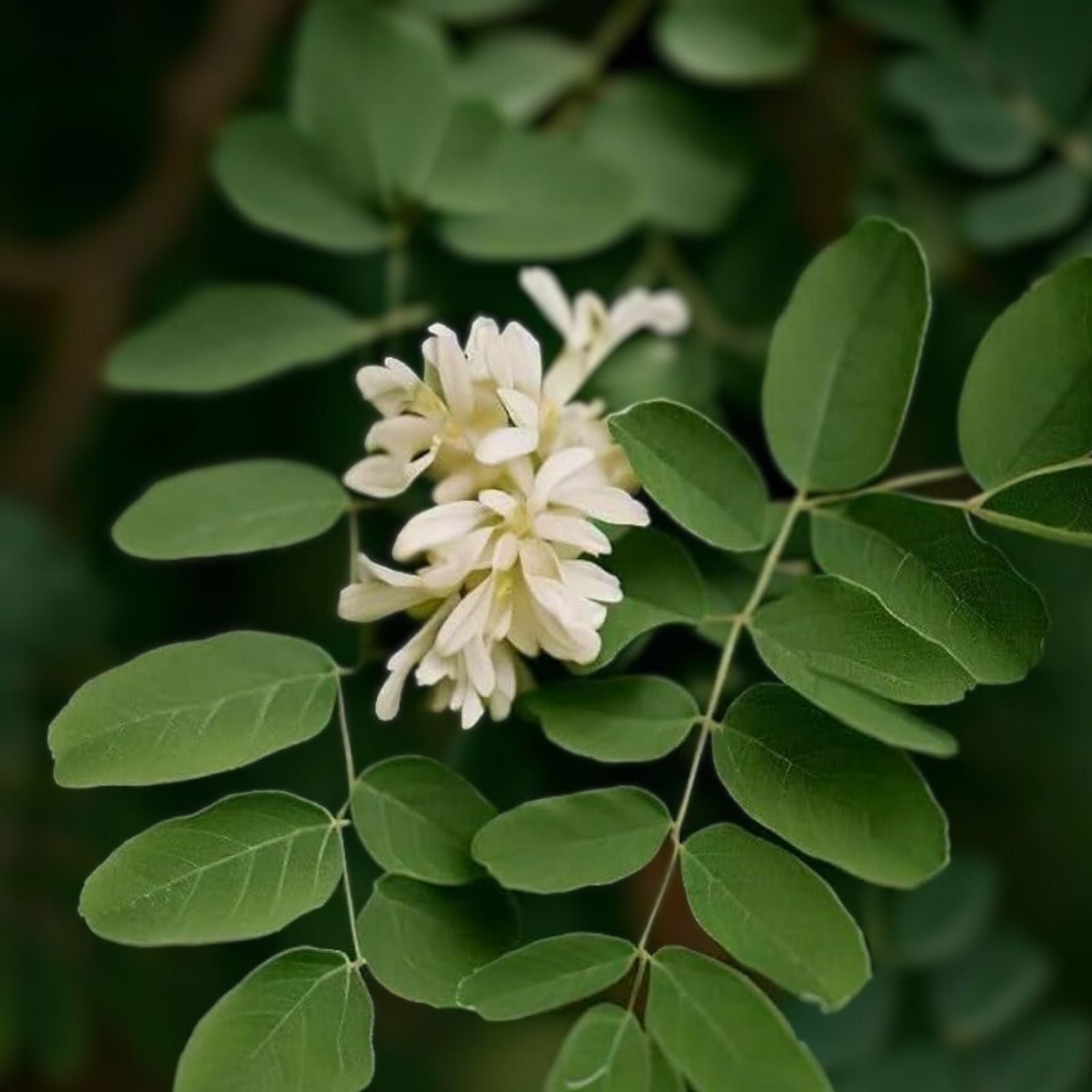 Kentucky Coffee Tree Seeds 10 Pack - Gymnocladus dioicus - Native Tree for Planting - Ornamental and Shade Tree Seeds