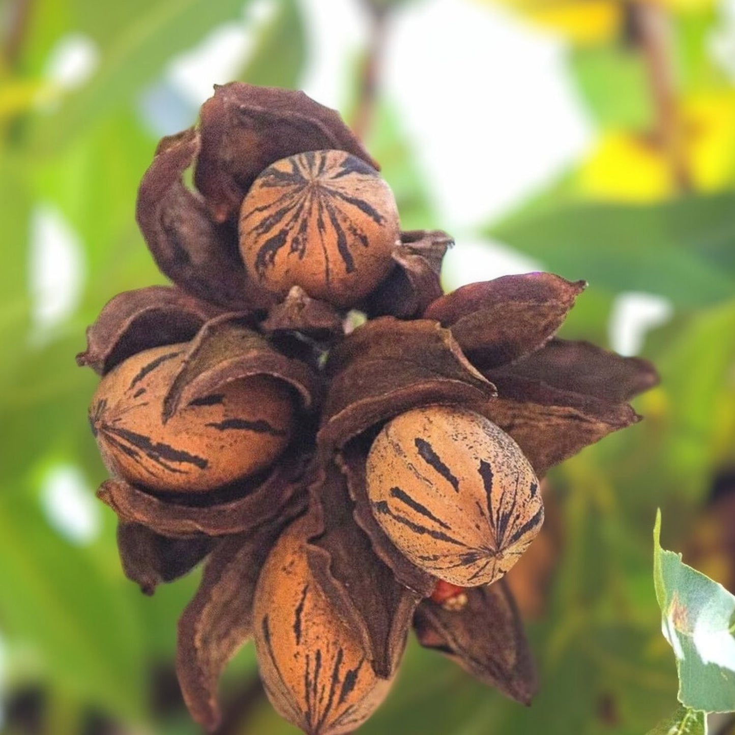 Live Pecan Tree Plant - Bare Root 18 Inches - Carya illinoinensis Nut Tree, Fruit Tree, Edible Landscaping