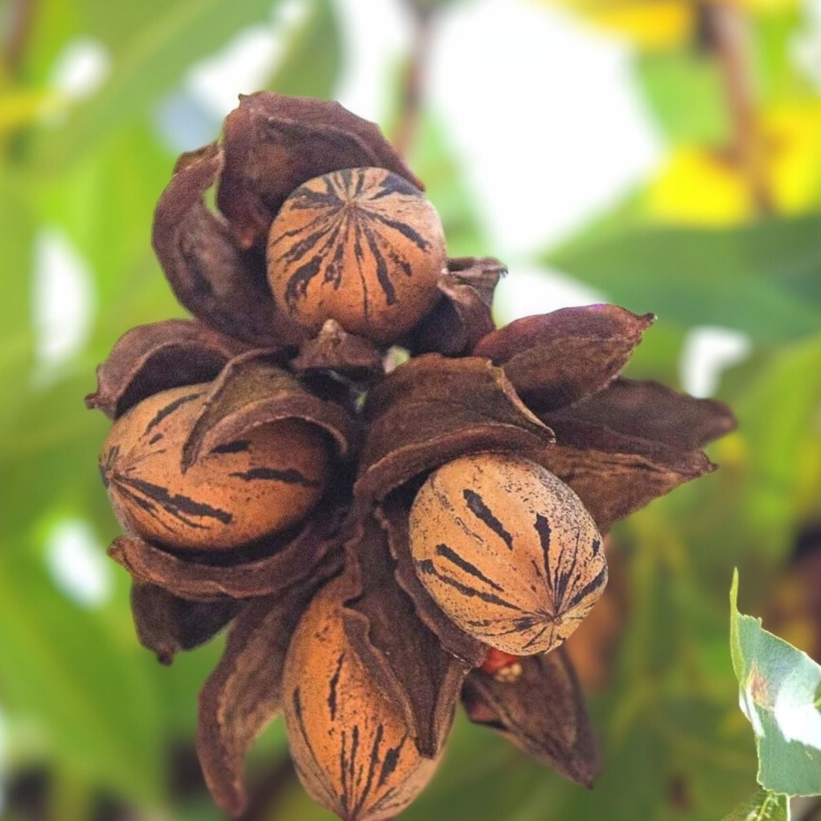 Live Pecan Tree Plant - Bare Root 18 Inches - Carya illinoinensis Nut Tree, Fruit Tree, Edible Landscaping