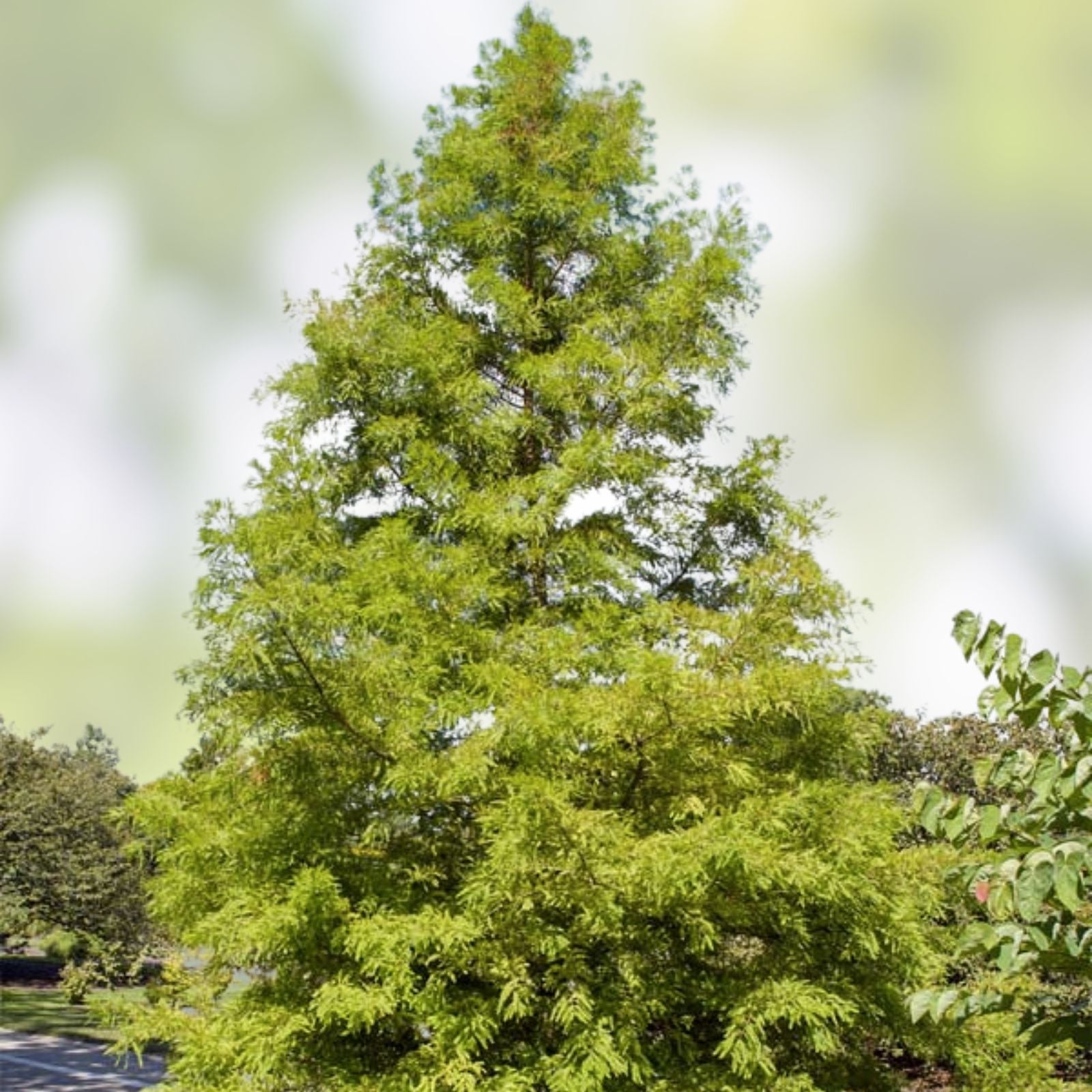 Bald Cypress Tree Seedlings 1-2ft Taxodium distichum Wetland Tree Live Plant No Ship to California