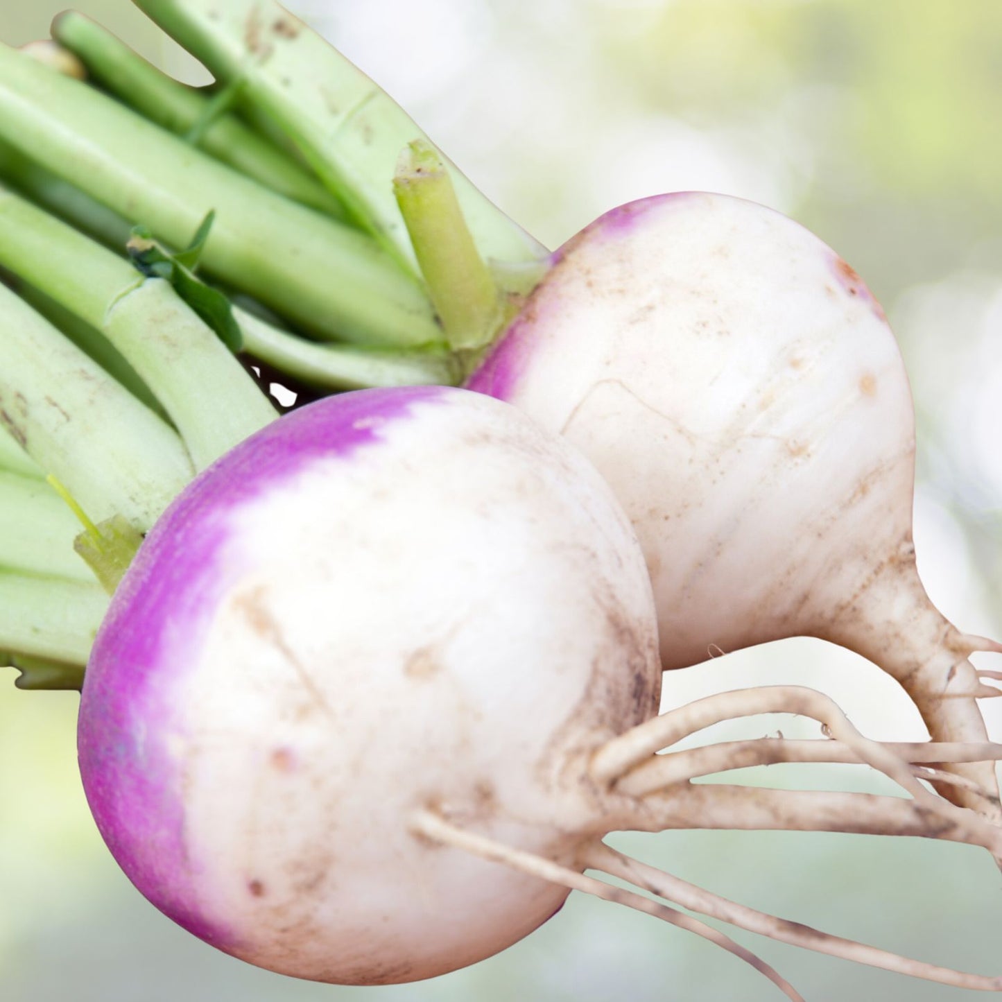 Turnip Seeds 100 Pack Heirloom Non-GMO Purple Top White Globe Brassica rapa Vegetable Seeds