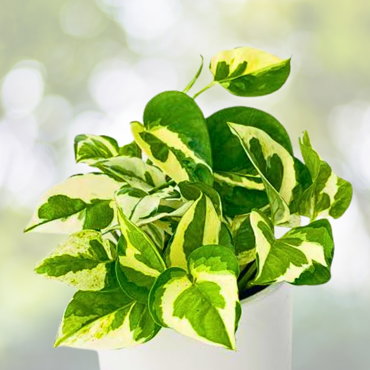 Pothos Cuttings 4"-5" Pearls and Jade Devil's Ivy Indoor House Plant - Epipremnum aureum