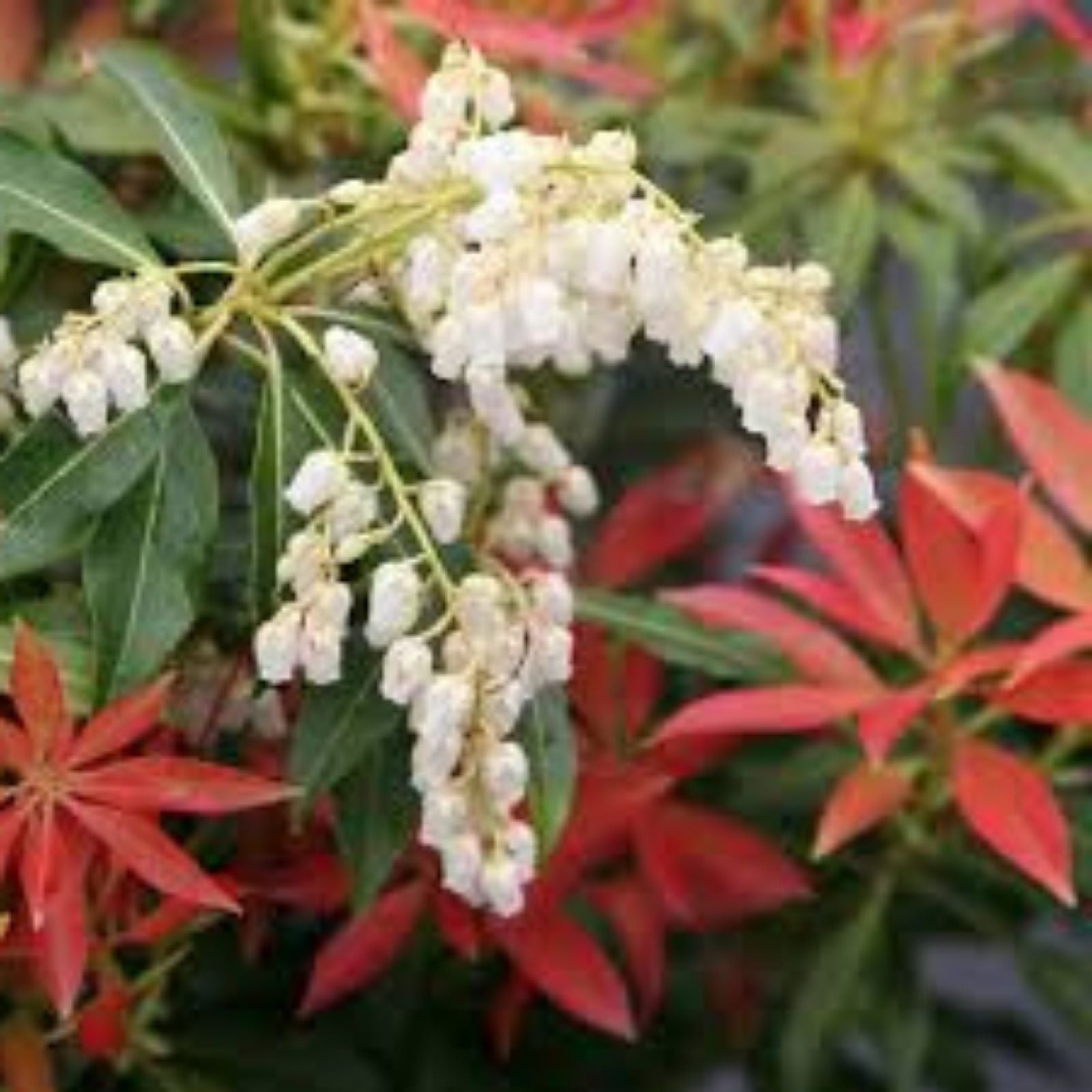 Forest Flame Shrub Seeds - 30 Seeds - Pieris Japonica, Japanese Pieris, Evergreen Garden Shrub, Ornamental Plant