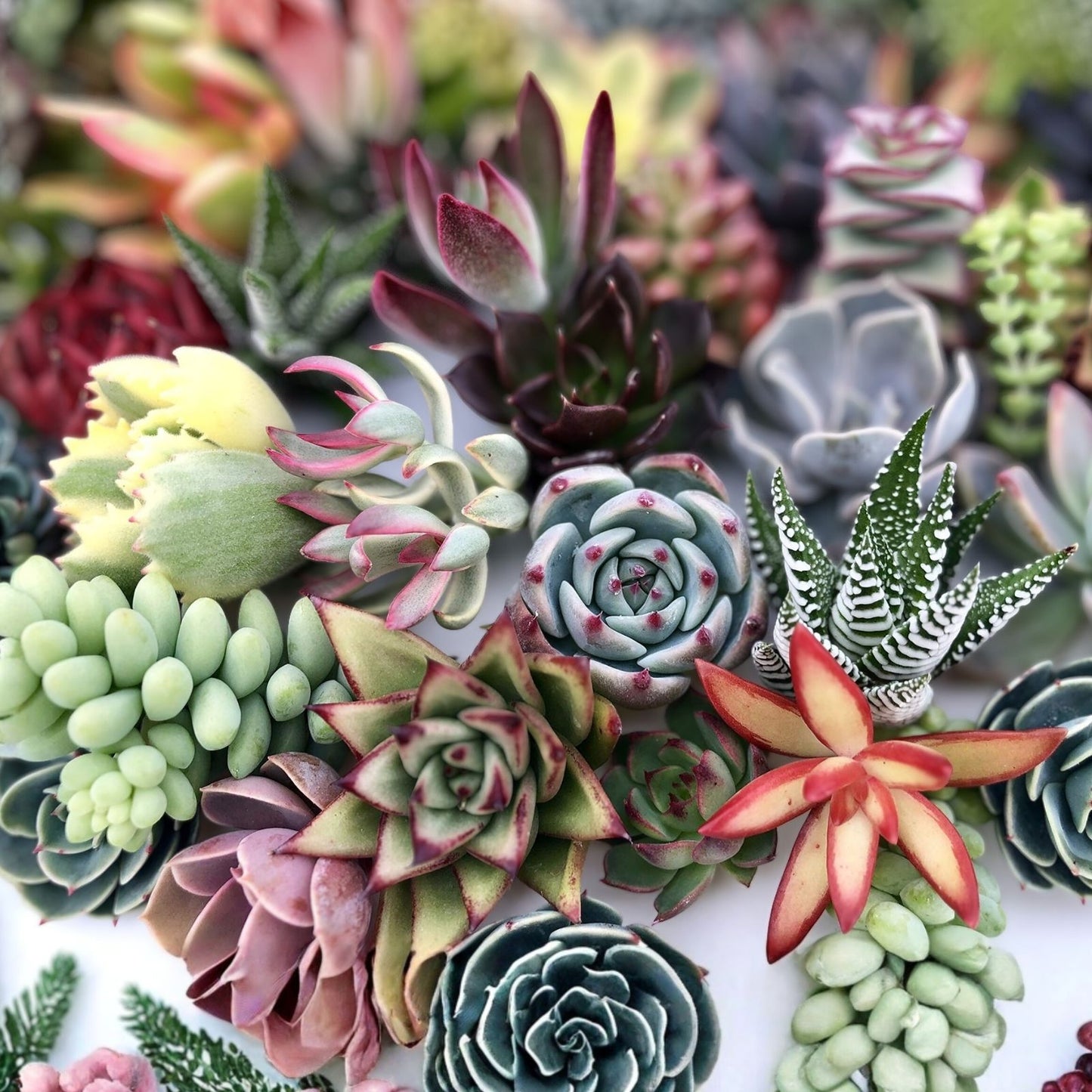 Assorted Plant Cuttings - 16 Rooted Varieties for Propagation - Healthy Indoor and Outdoor Plants - Garden, Houseplant, and Succulent Collection