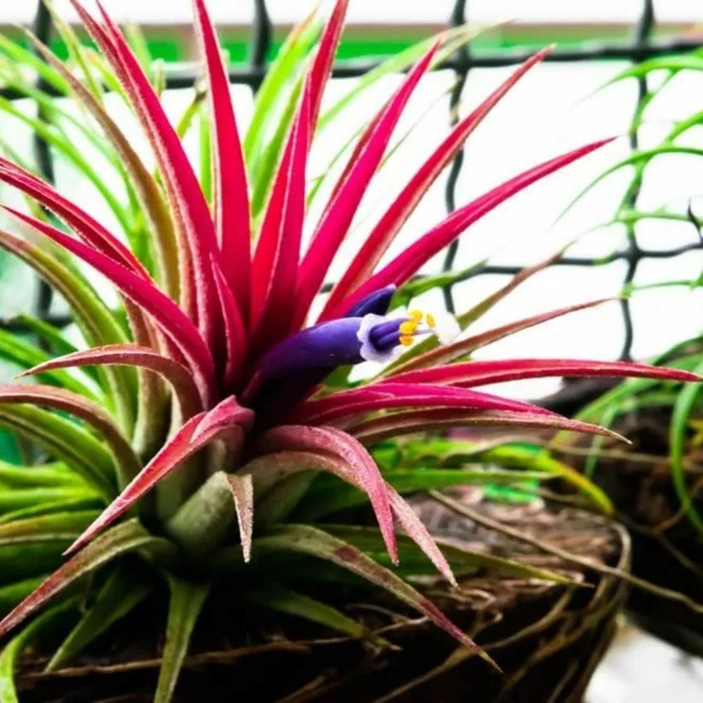 10 Tillandsia Ionantha Seeds for Planting - Air Plant Seeds, Tropical Bromeliad, Indoor Gardening, Shy Plant Variety