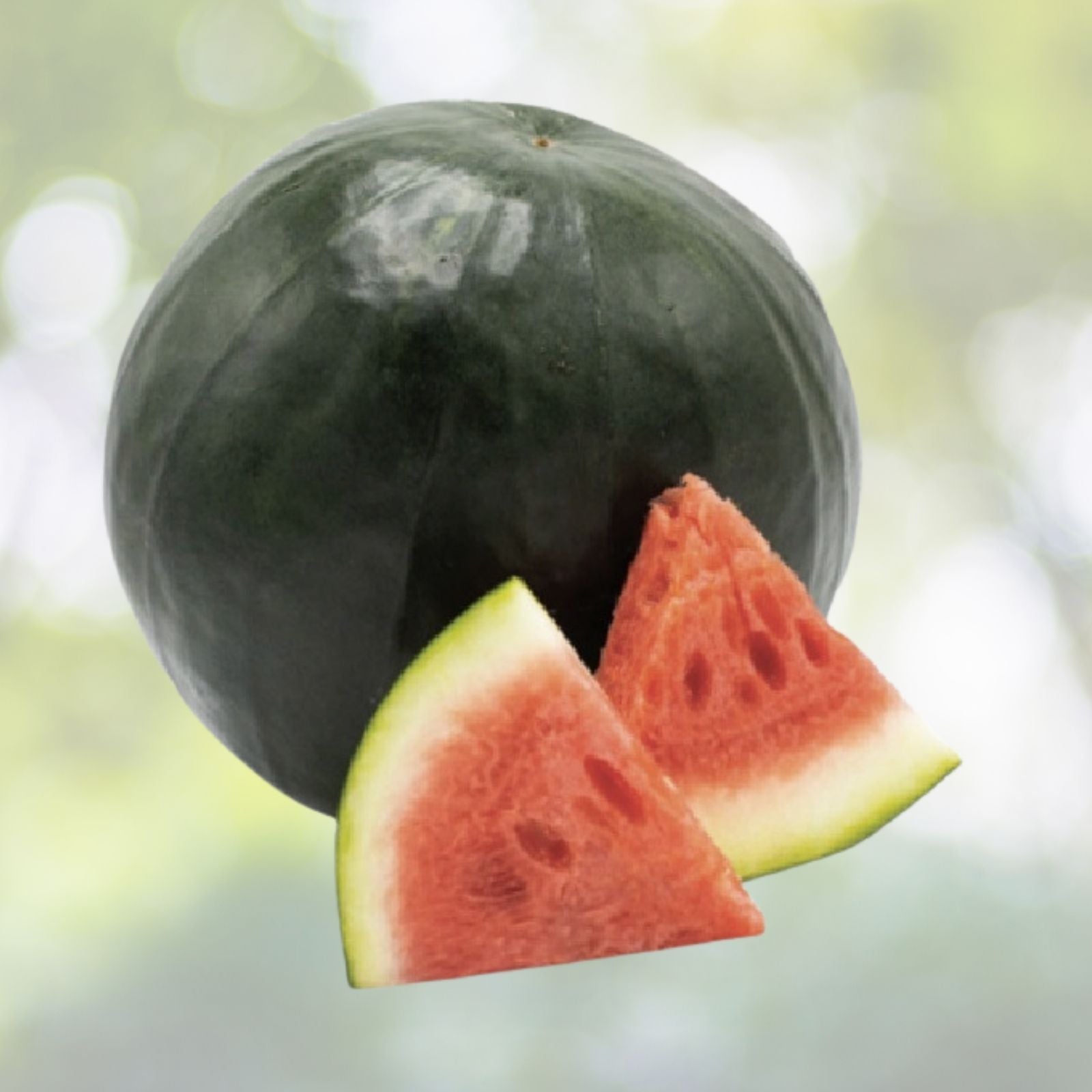 Florida Giant Watermelon Seeds | Heirloom NON-GMO | Citrullus lanatus Garden Seeds