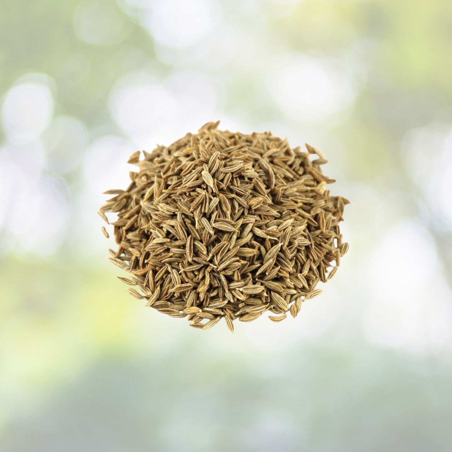 Organic Cumin Seeds | Culinary Grade | 50+ Seeds | Cuminum cyminum | Annual Herb | Free Shipping