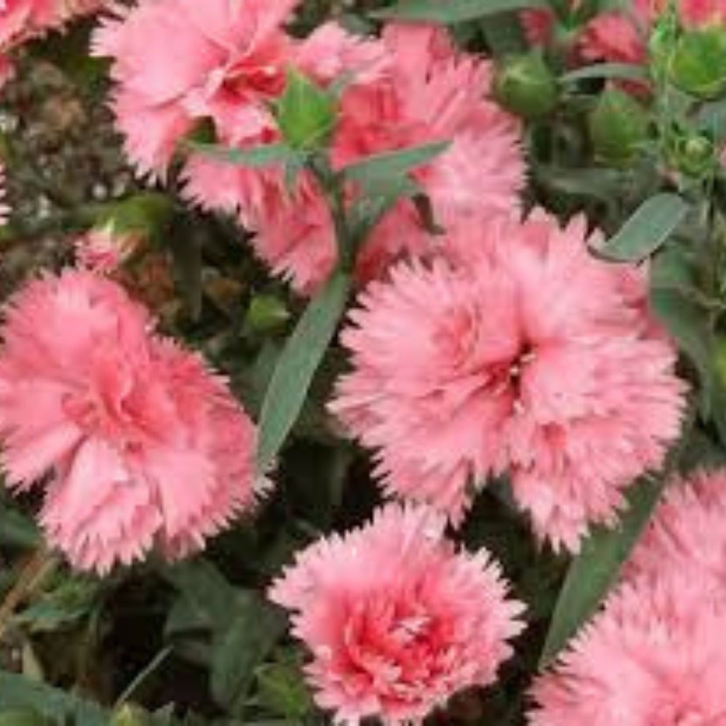 Carnation Flower Seeds La France Pink 100 Seeds Easy to Grow Dianthus caryophyllus Garden Plant