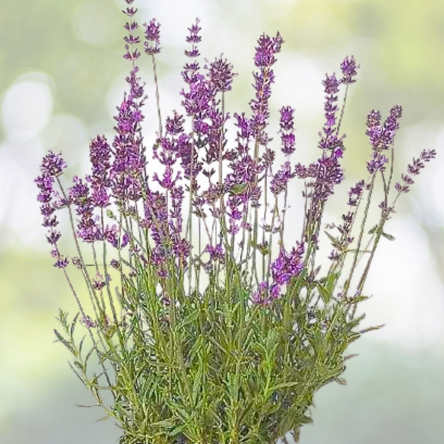 Set of 2 Lavender Live Plants - Aromatic Herb Seedlings - Lavandula angustifolia - Ready to Grow