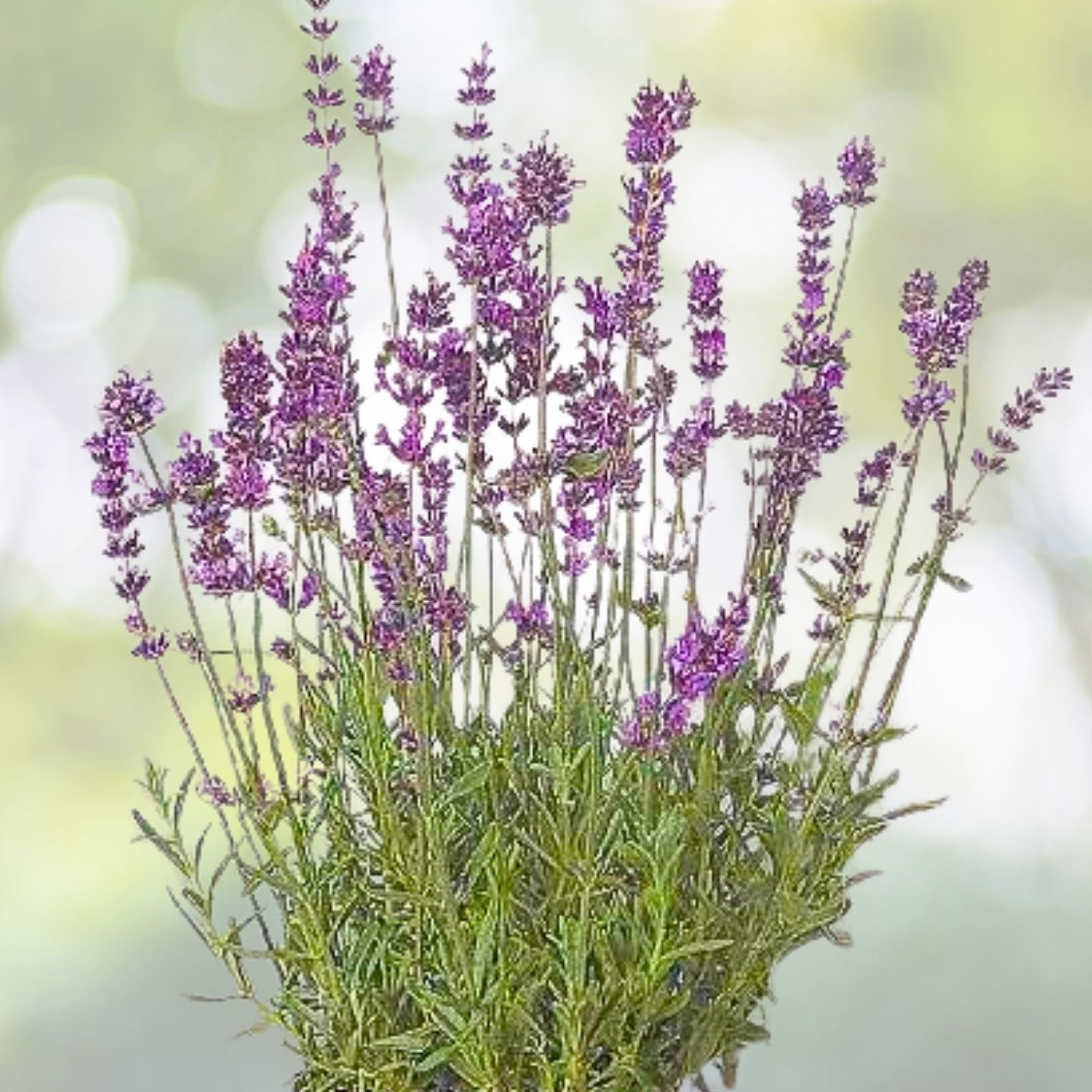 Set of 2 Lavender Live Plants - Aromatic Herb Seedlings - Lavandula angustifolia - Ready to Grow