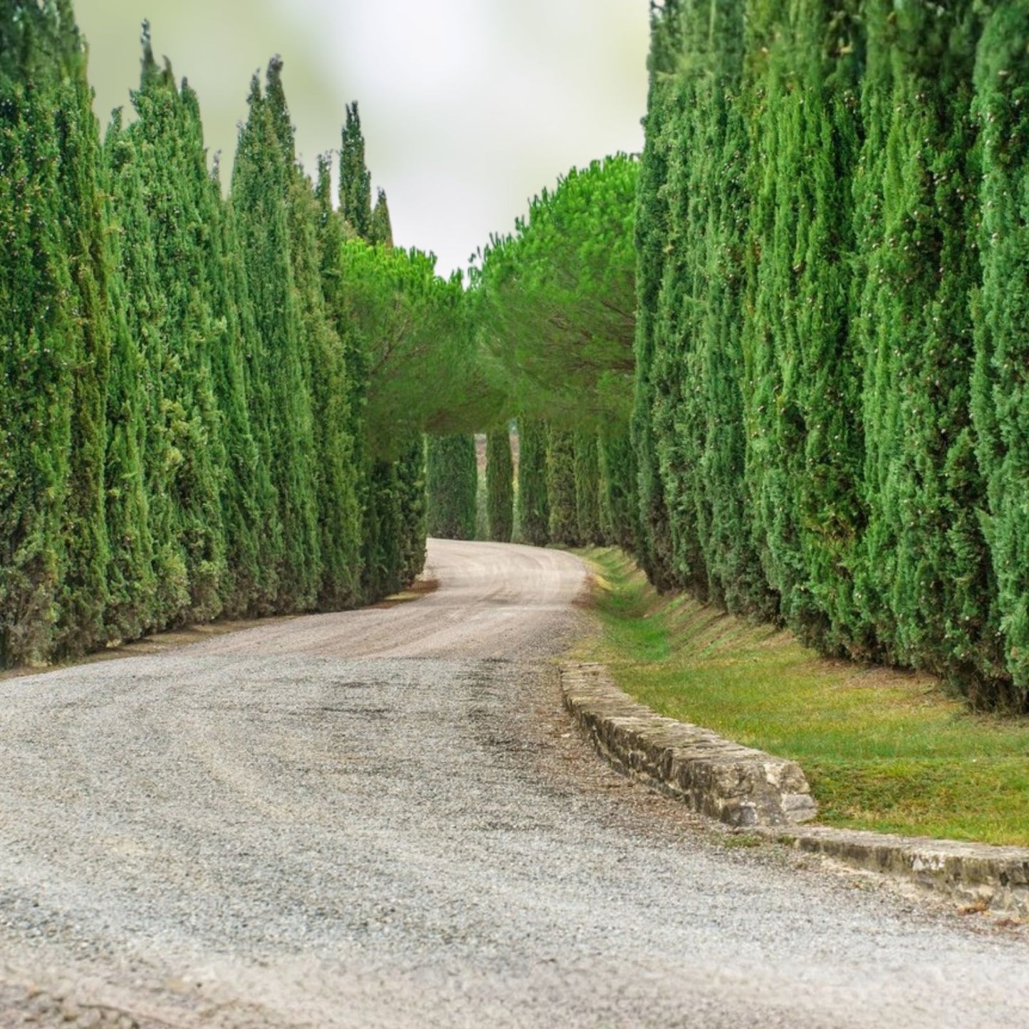 Italian Cypress Seeds - 50+ Count, Cupressus sempervirens, Fast Growing Cedar Tree Seeds, Garden Tree Seeds, Free Shipping USA