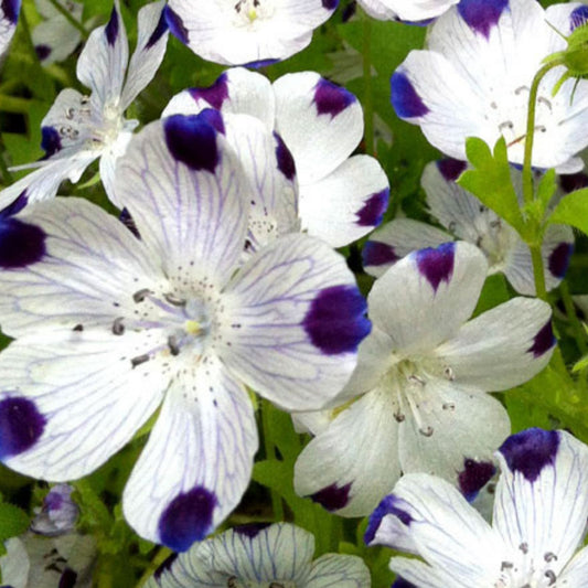 Five Spot Flower Seeds 500 Pack Blue and White Nemophila Maculata for Planting, Wildflower Seeds, Garden, Landscaping